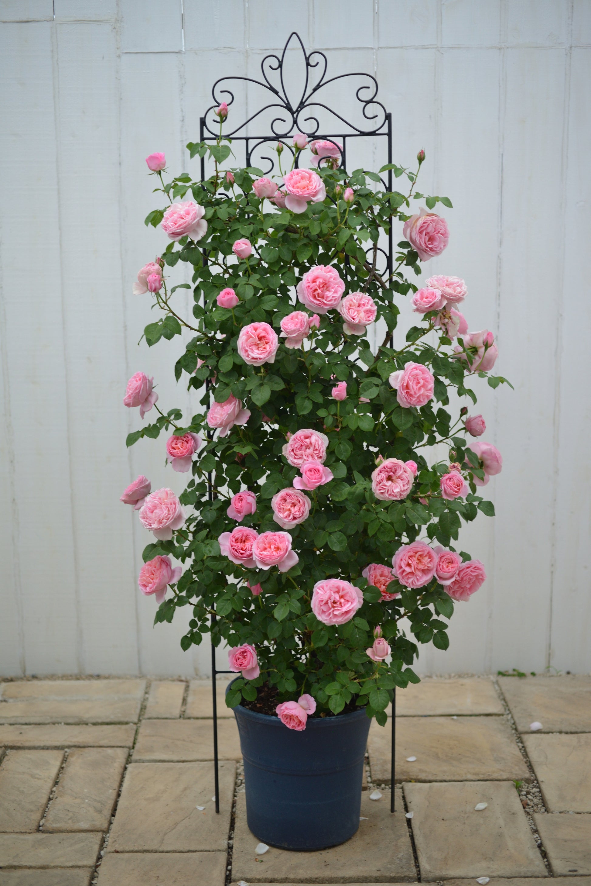 Floribunda Rose - Dames de Chenonceau®-4
