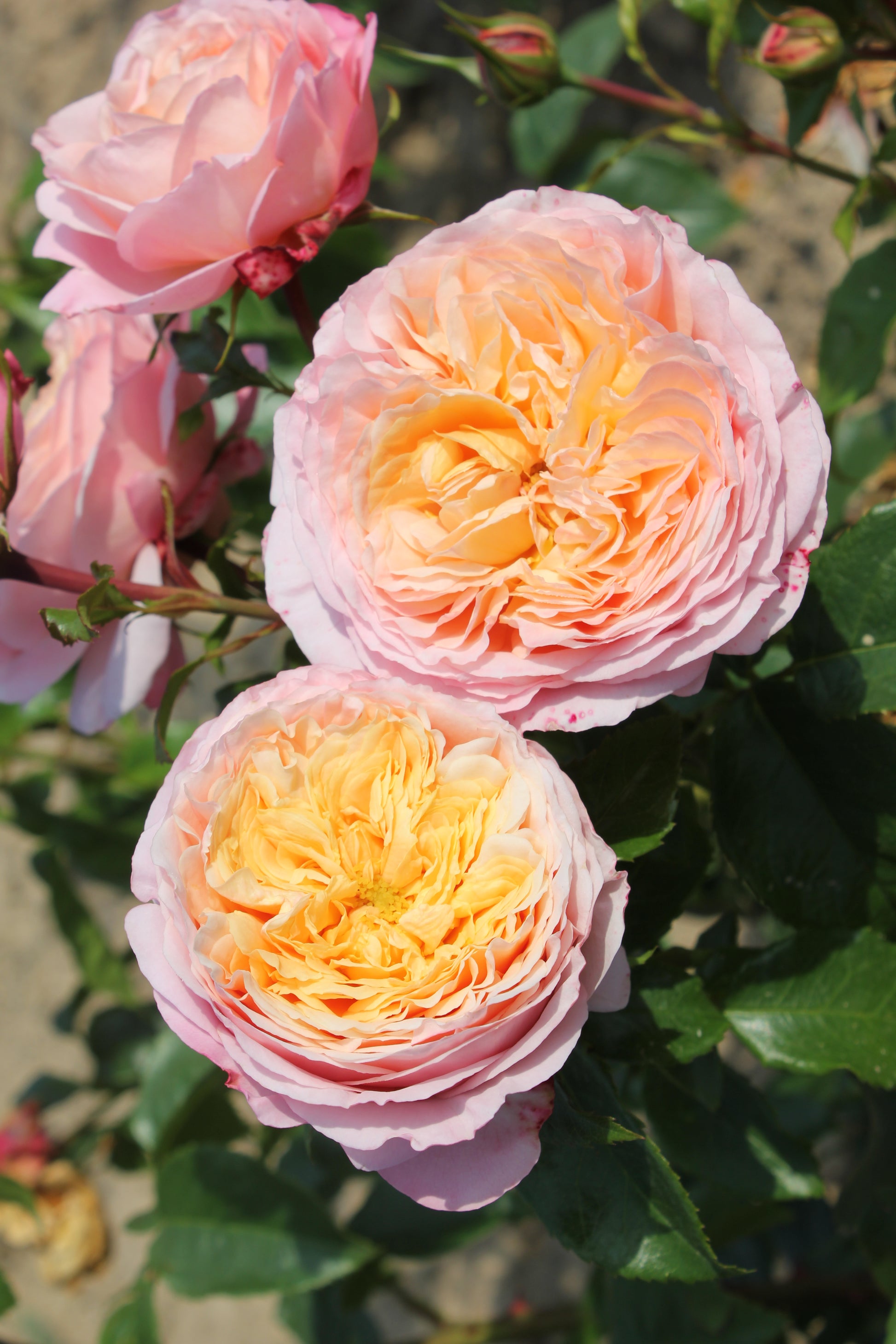 Floribunda Rose - Domaine de Chantilly®-1