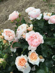 Floribunda Rose - Jardin des Tuileries®-1