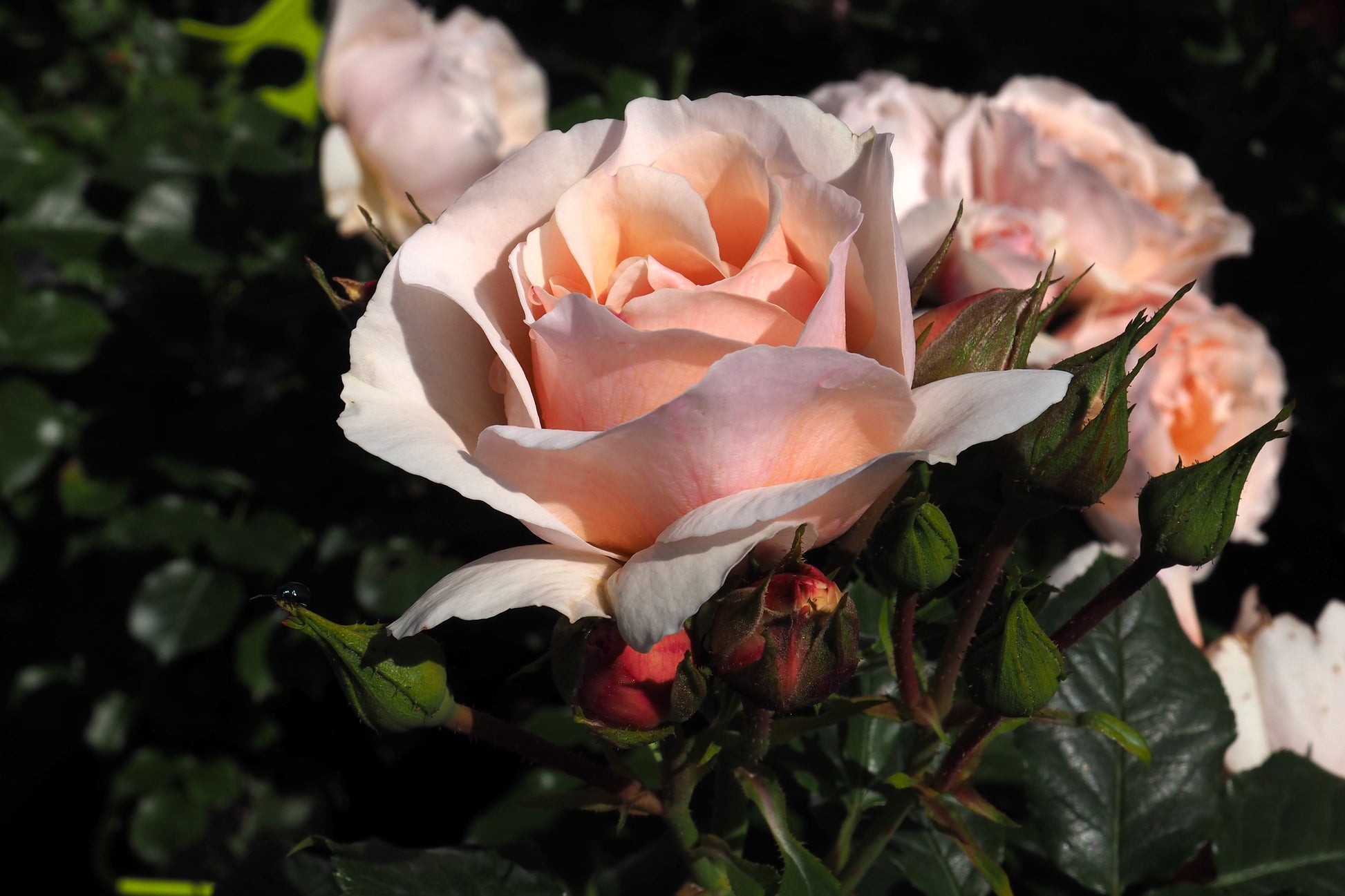 Floribunda Rose - Jardin des Tuileries®-2