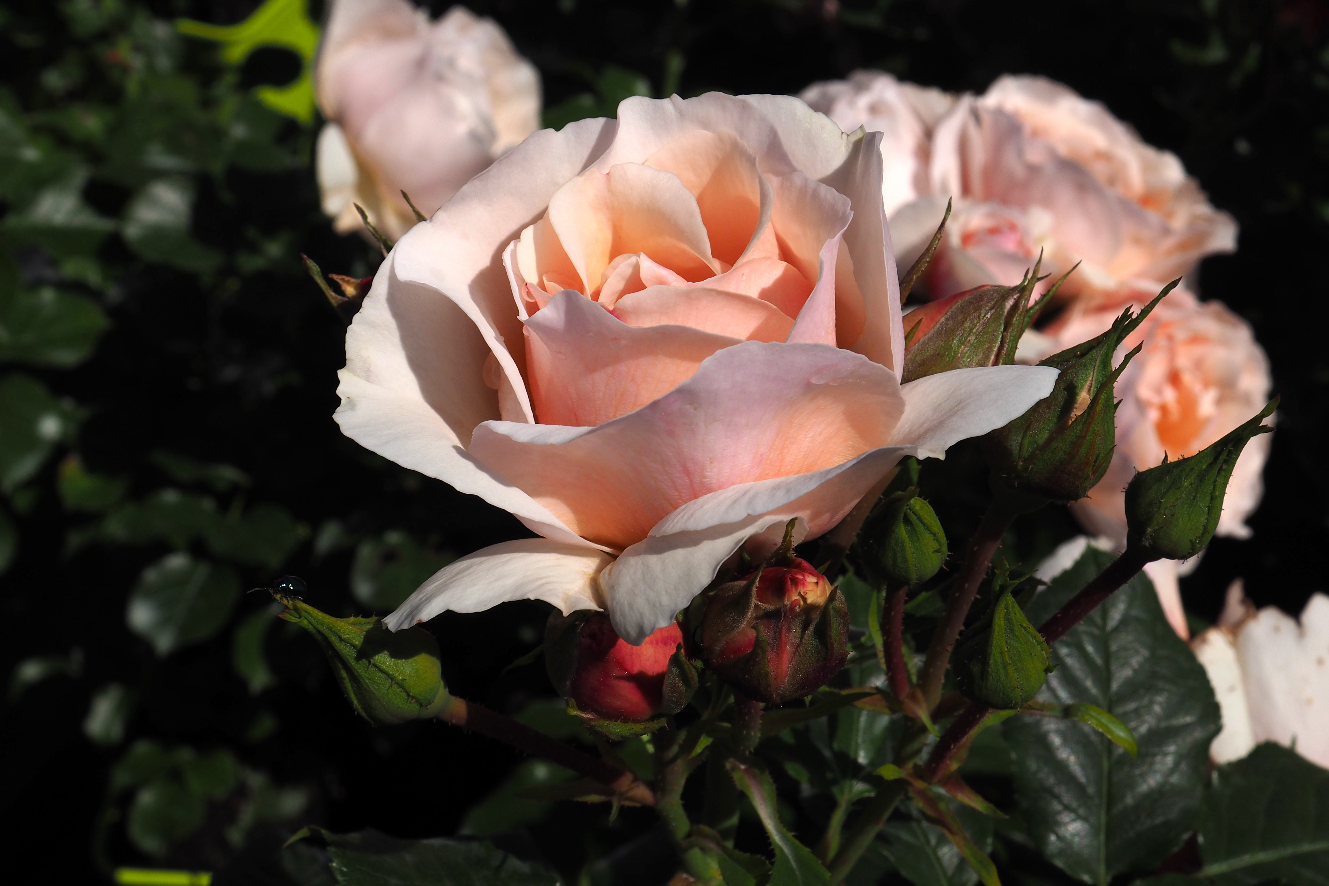 Floribunda Rose - Jardin des Tuileries®-2