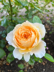 Floribunda Rose - Patrick Devedjian®-1