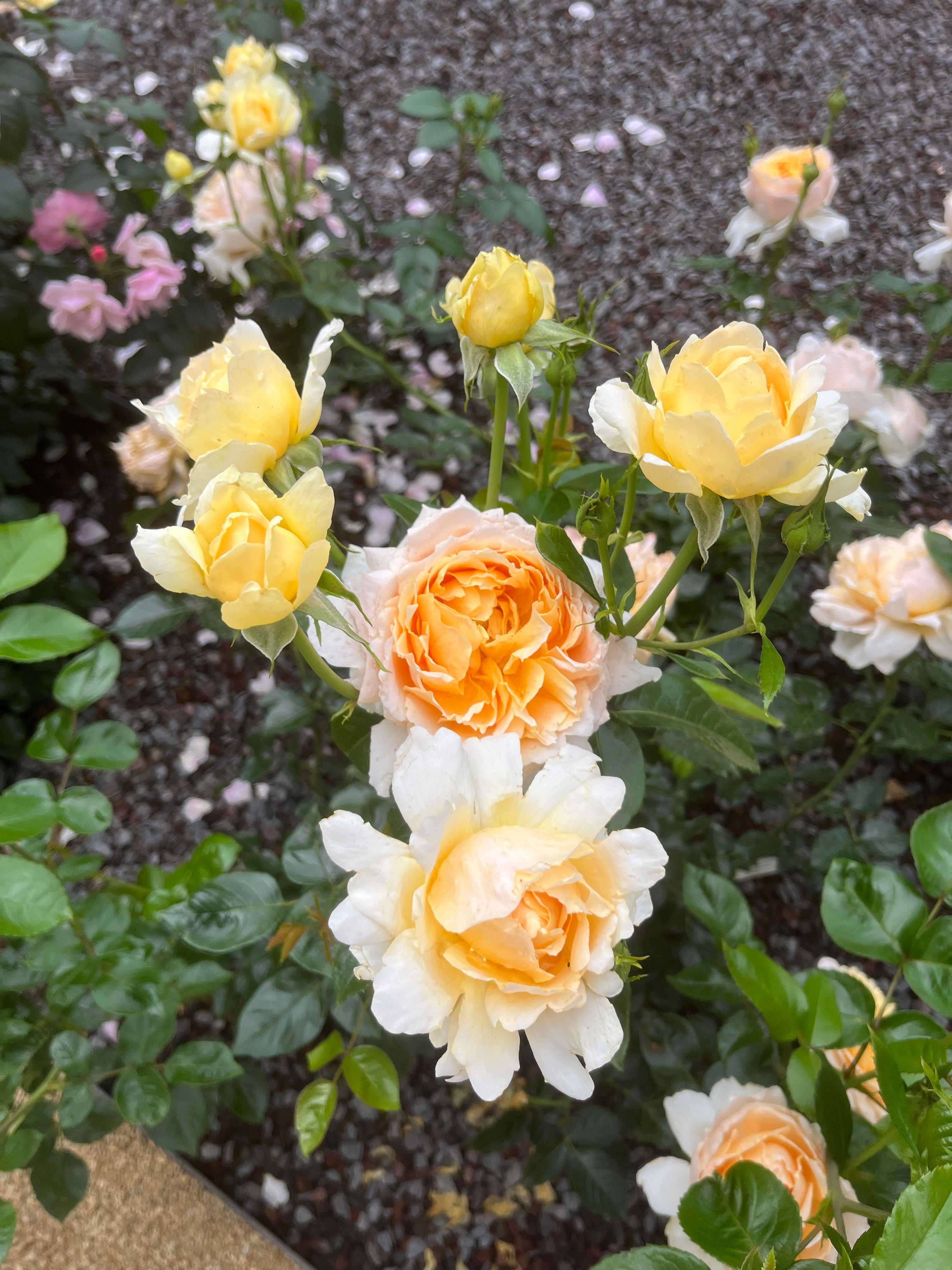 Floribunda Rose - Patrick Devedjian®-7
