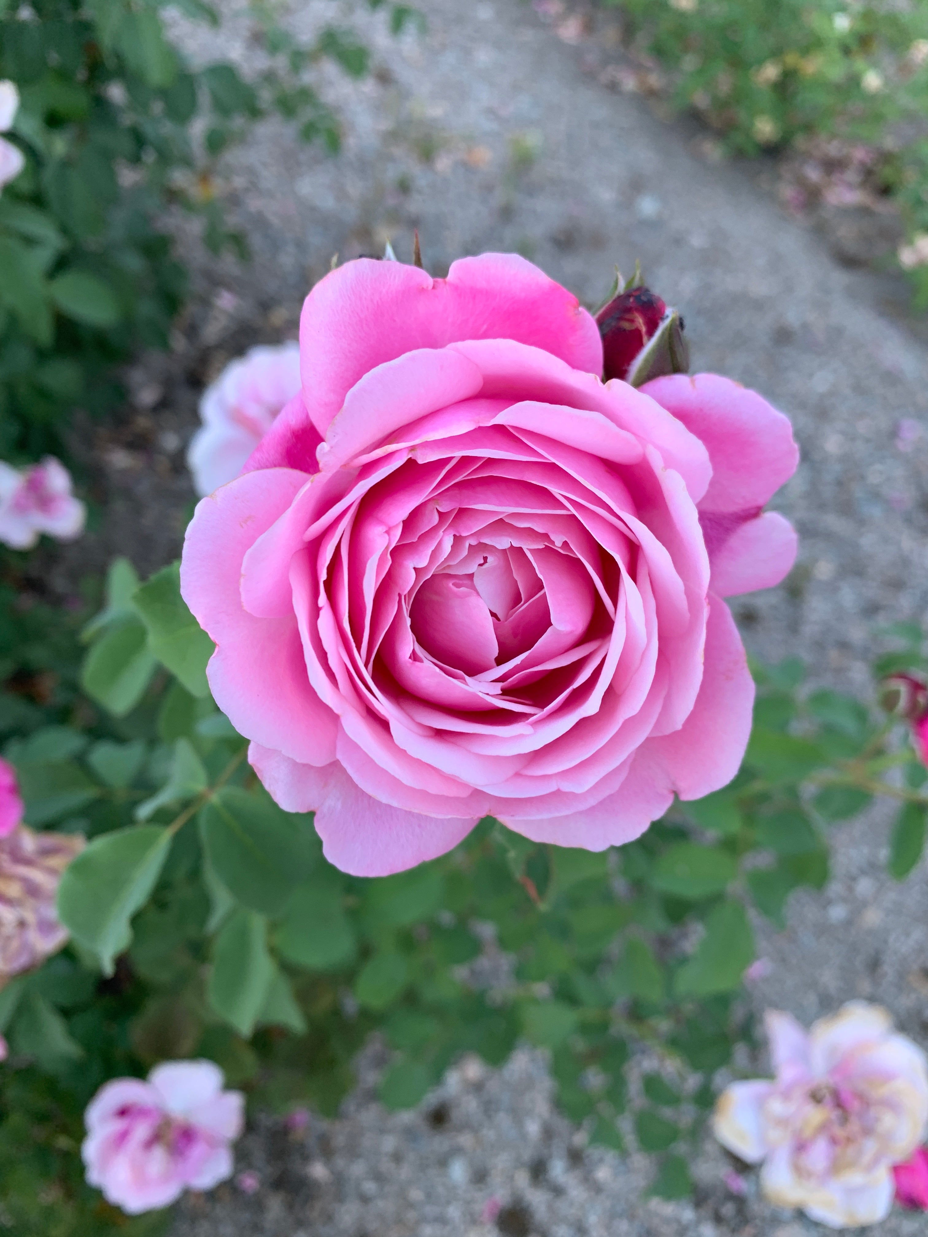 Floribunda Rose - Soeur Emmanuelle® (Dieter Müller)-1
