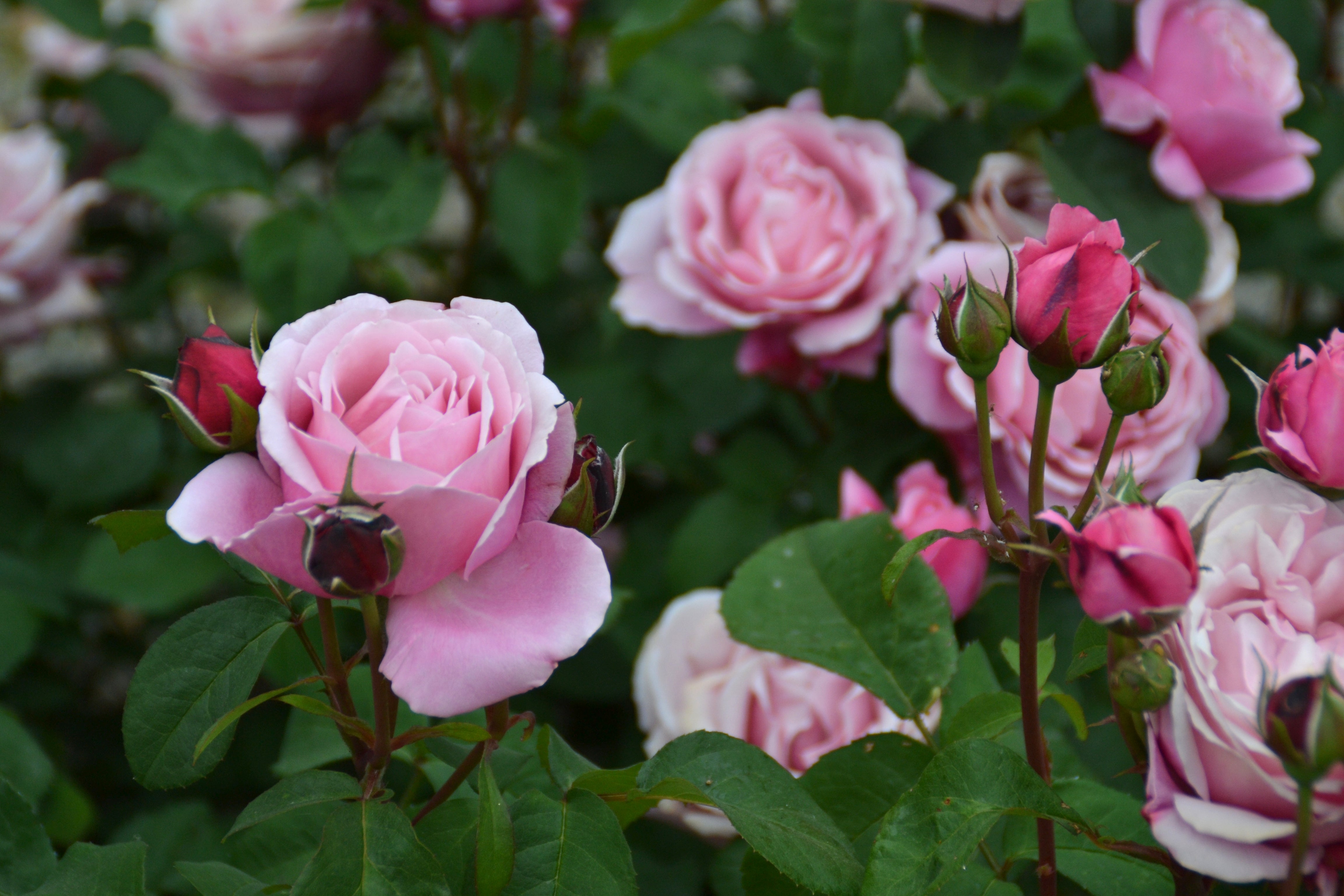 Floribunda Rose - Soeur Emmanuelle® (Dieter Müller)-2
