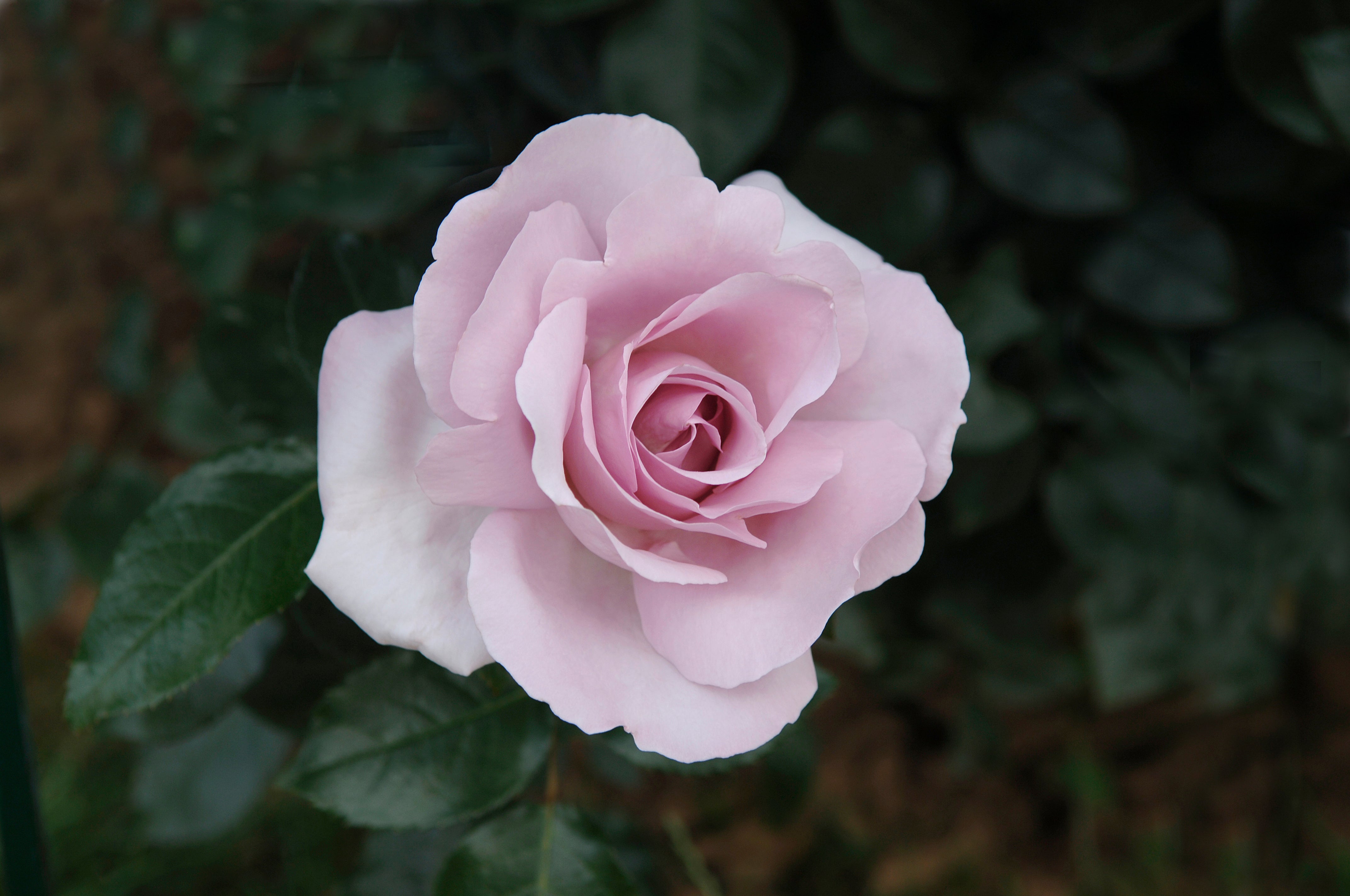 Floribunda Rose - Synactif by Shiseido®-2