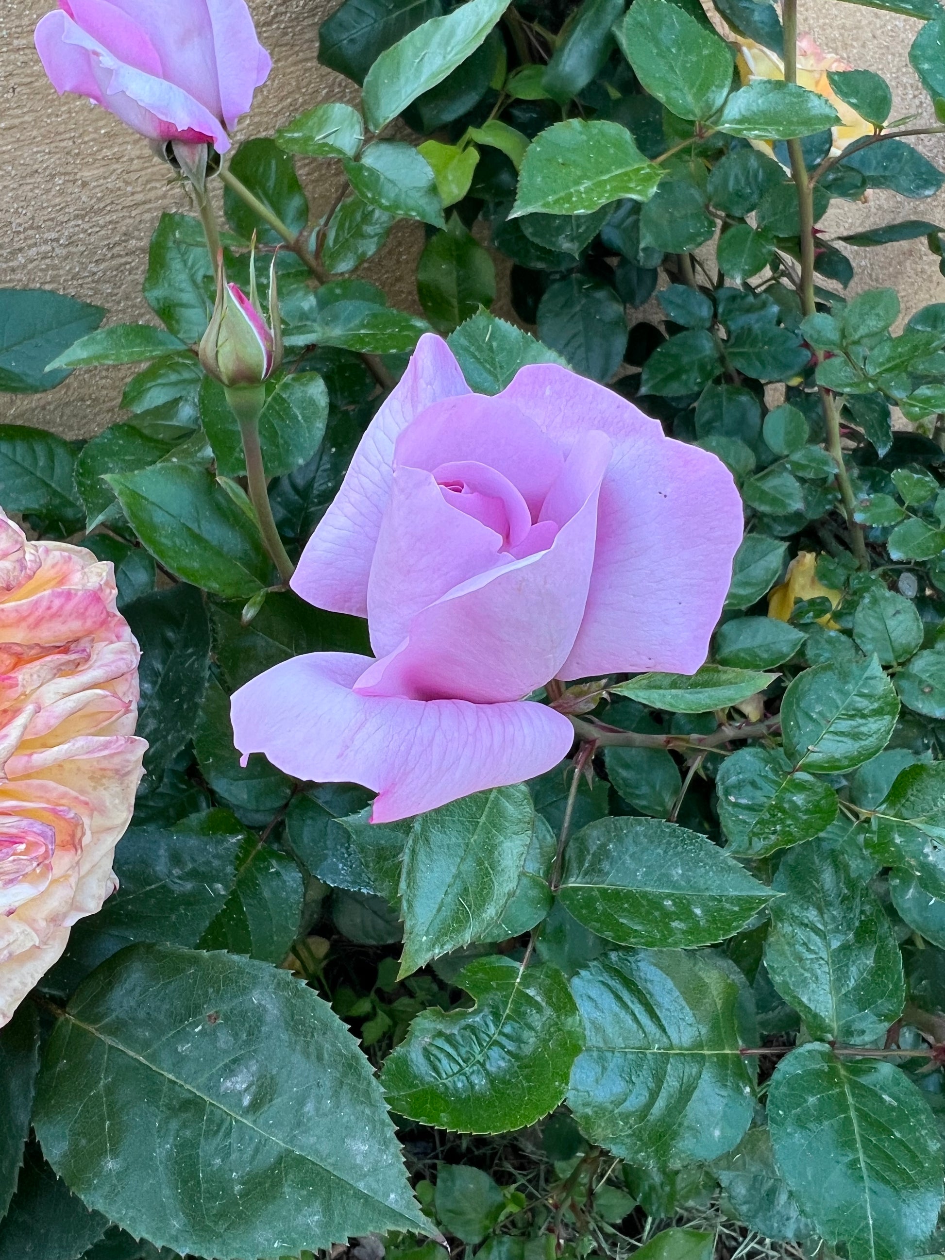 Floribunda Rose - Synactif by Shiseido®-3