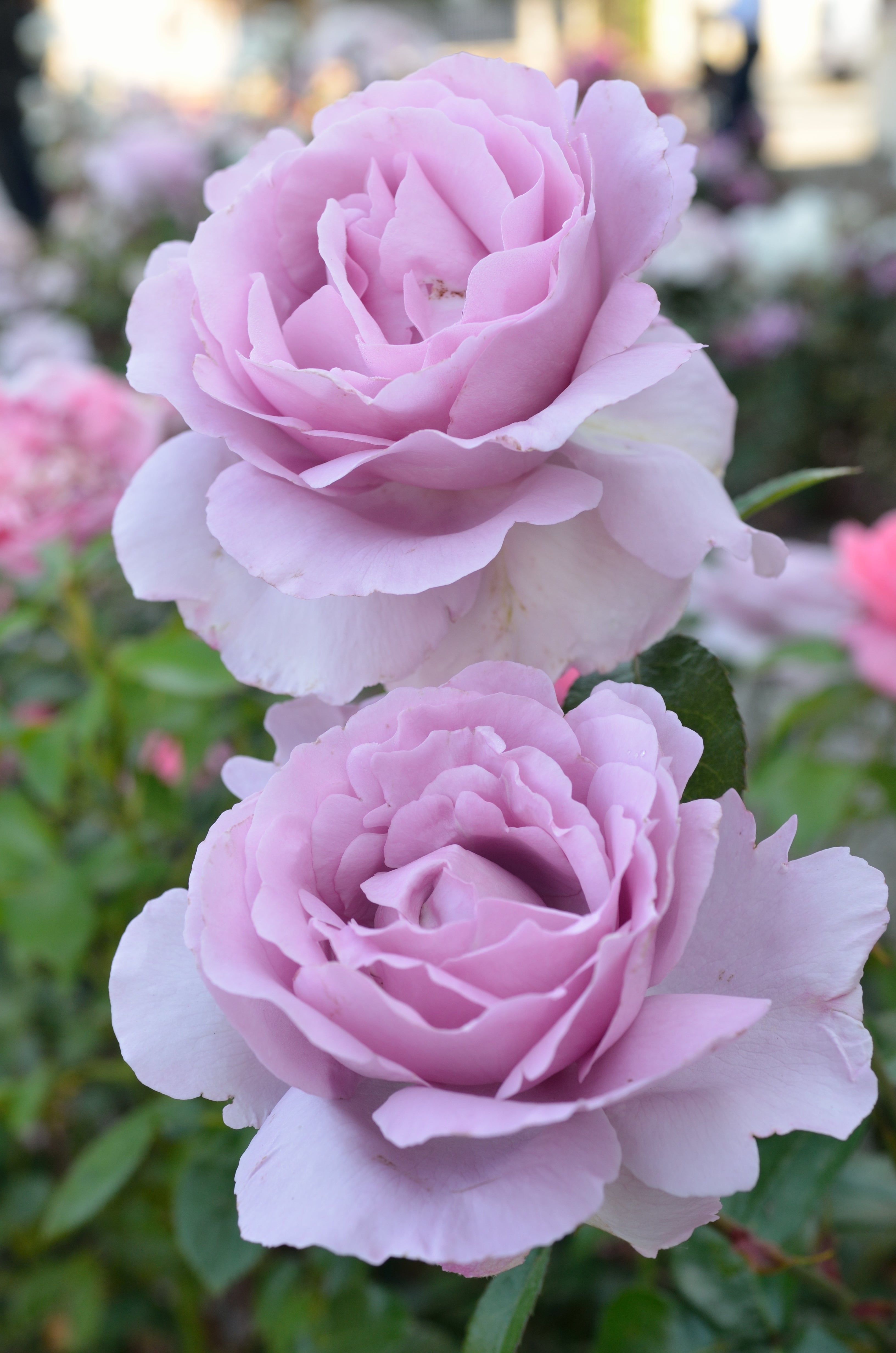 Floribunda Rose - Synactif by Shiseido®-4