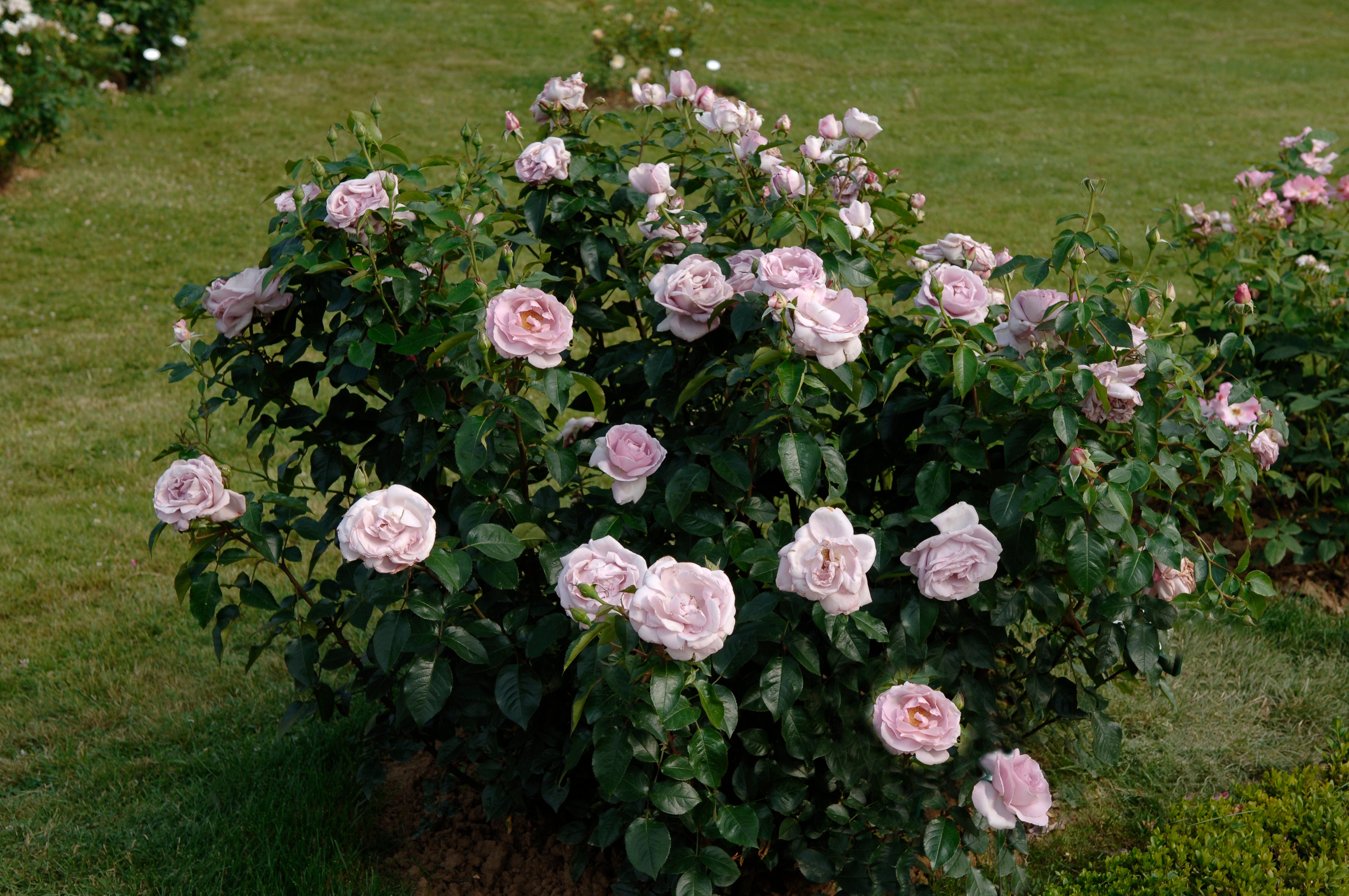 Floribunda Rose - Synactif by Shiseido®-6