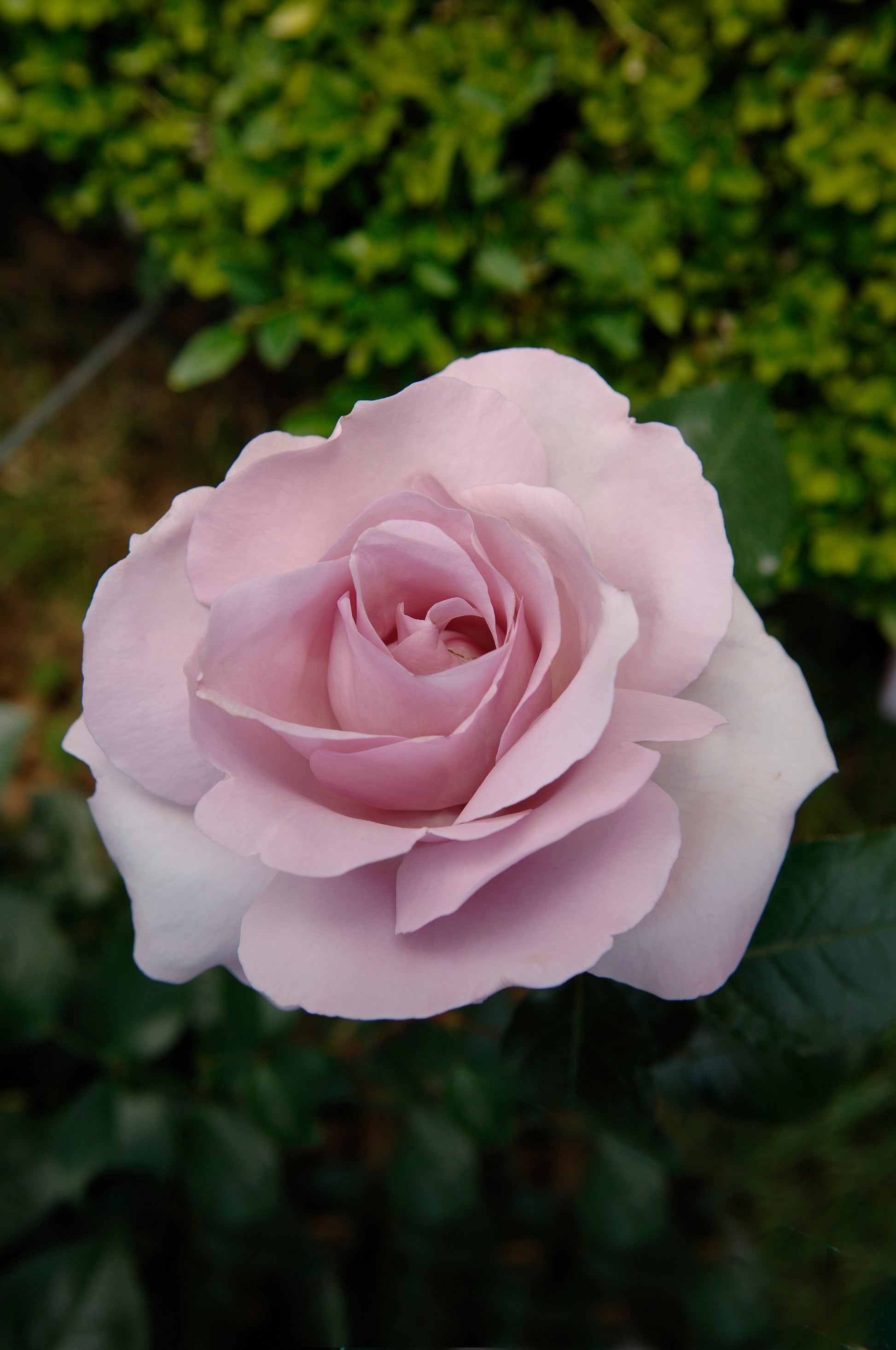 Floribunda Rose - Synactif by Shiseido®-7