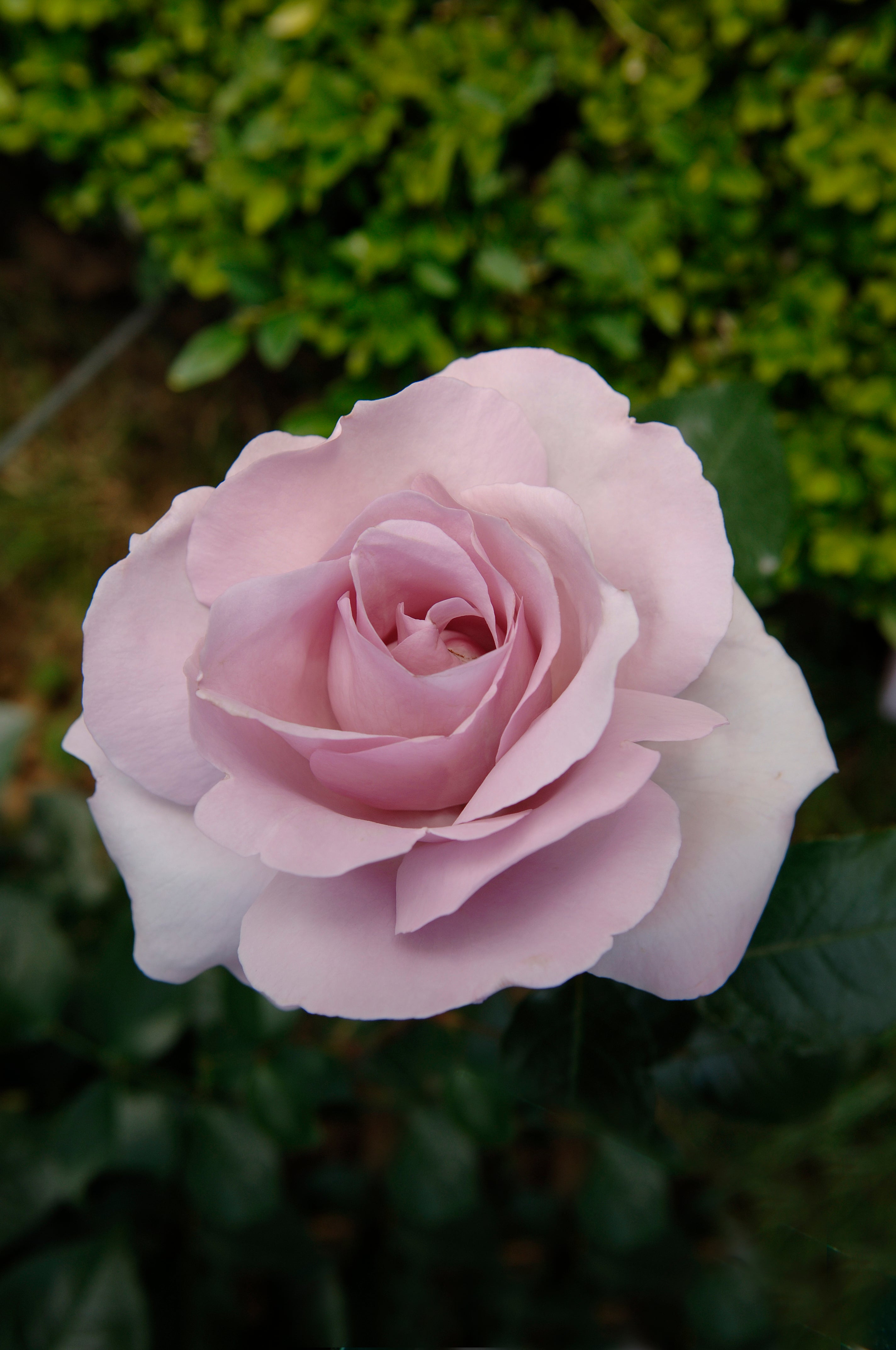 Floribunda Rose - Synactif by Shiseido®-7