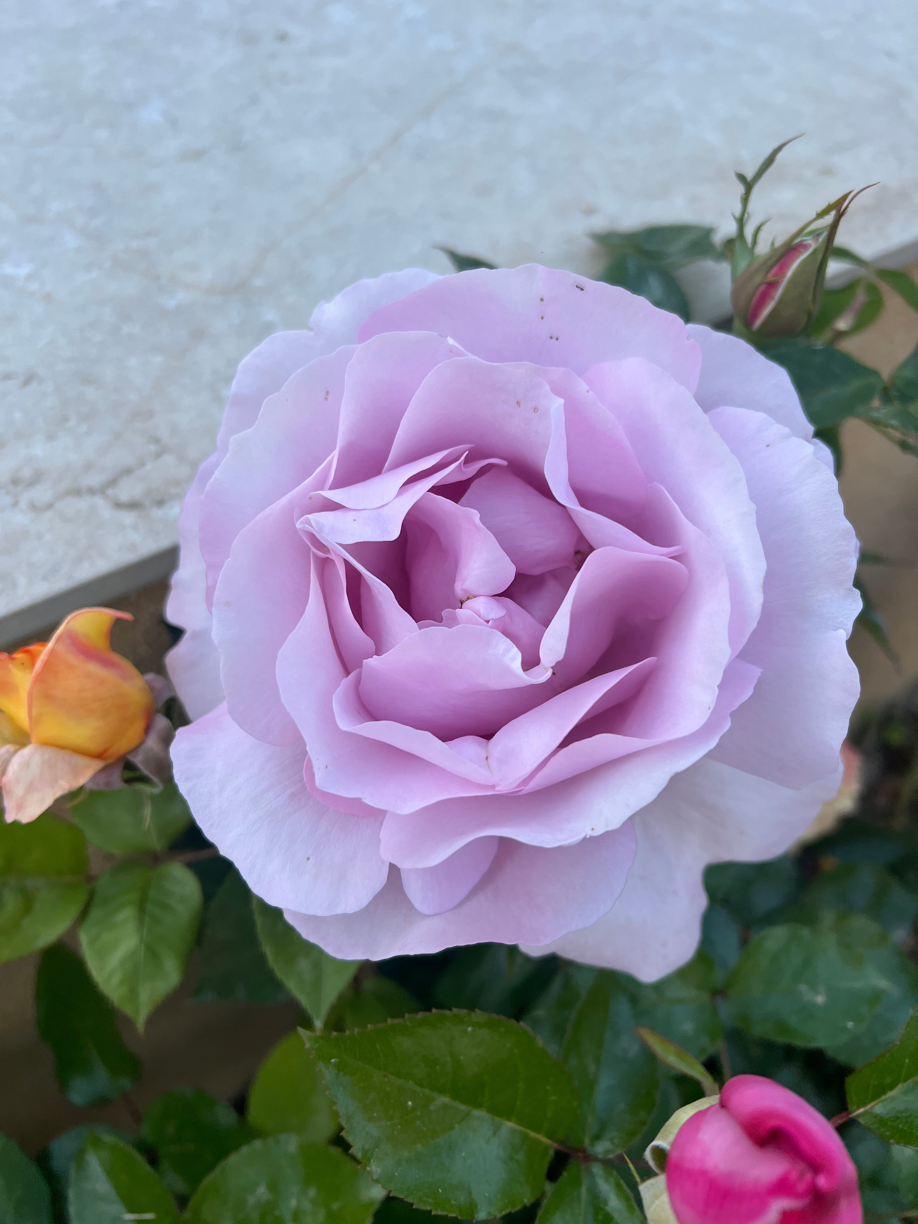 Floribunda Rose - Synactif by Shiseido®-8