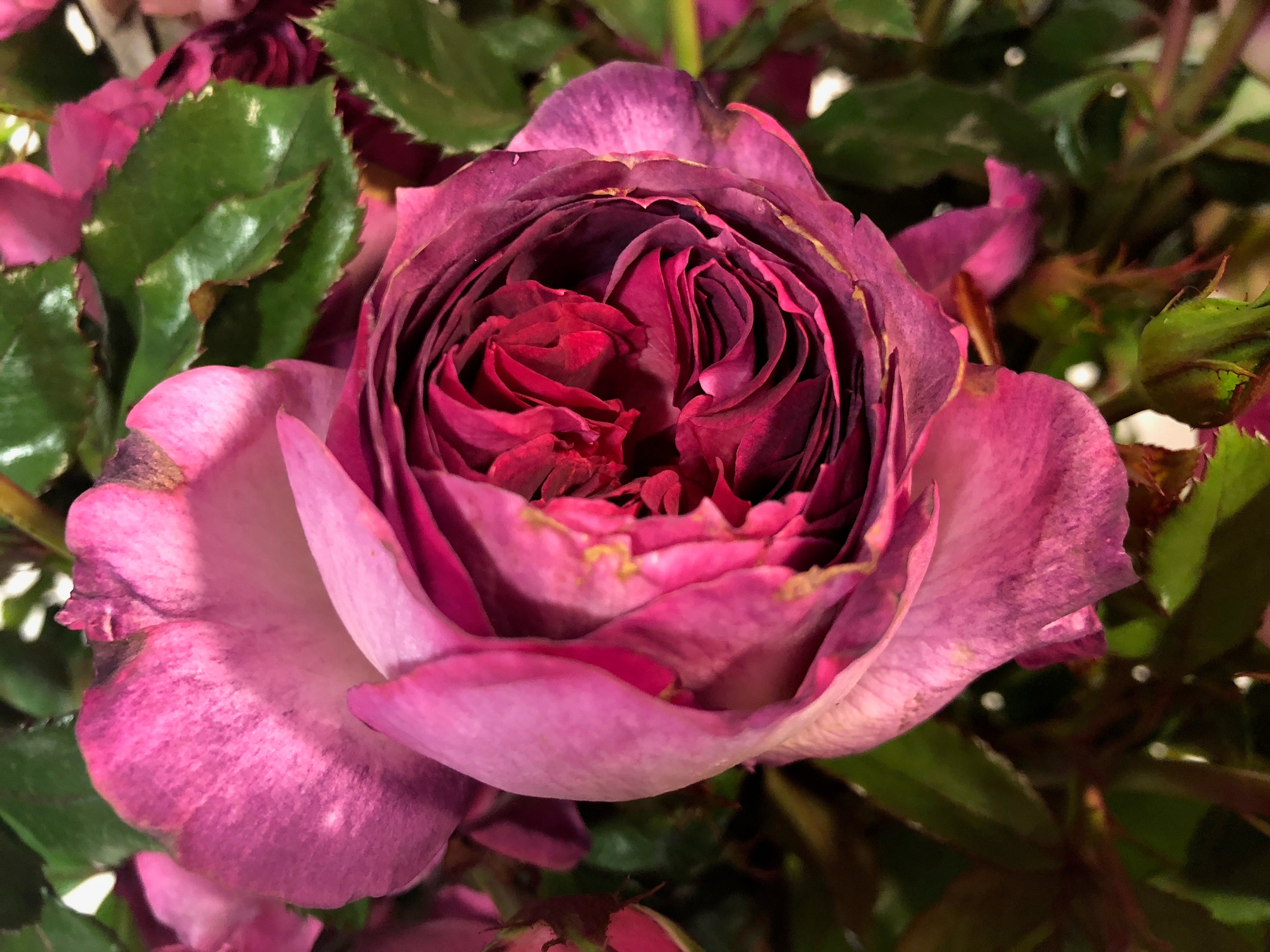 Floribunda Rose - Thierry Marx®-3