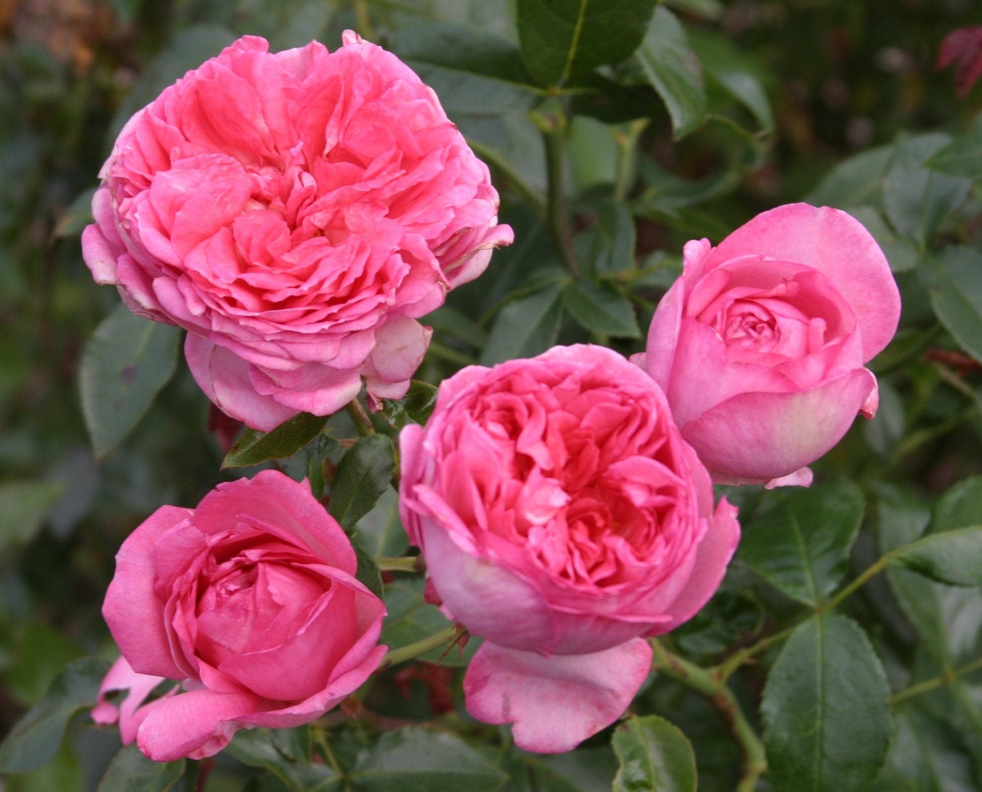 Floribunda Rose de Molinard®-2