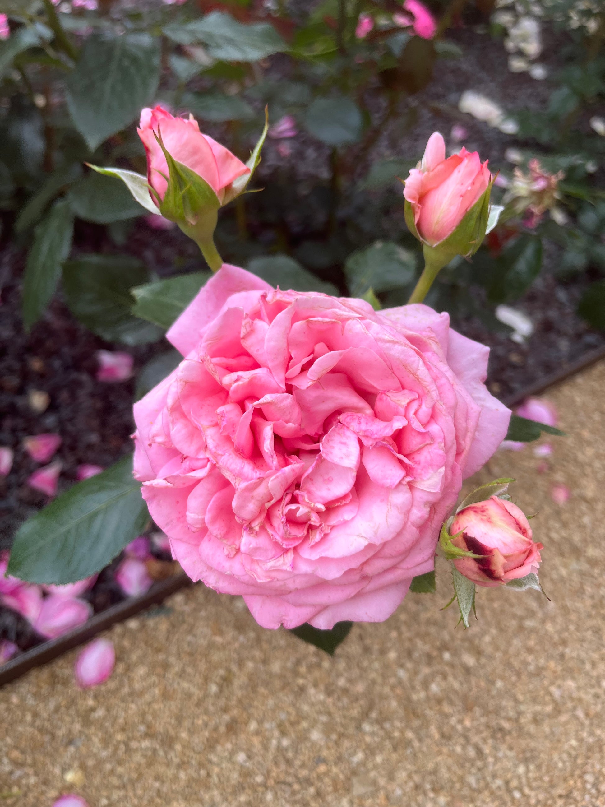 Floribunda Rose de Molinard®-4
