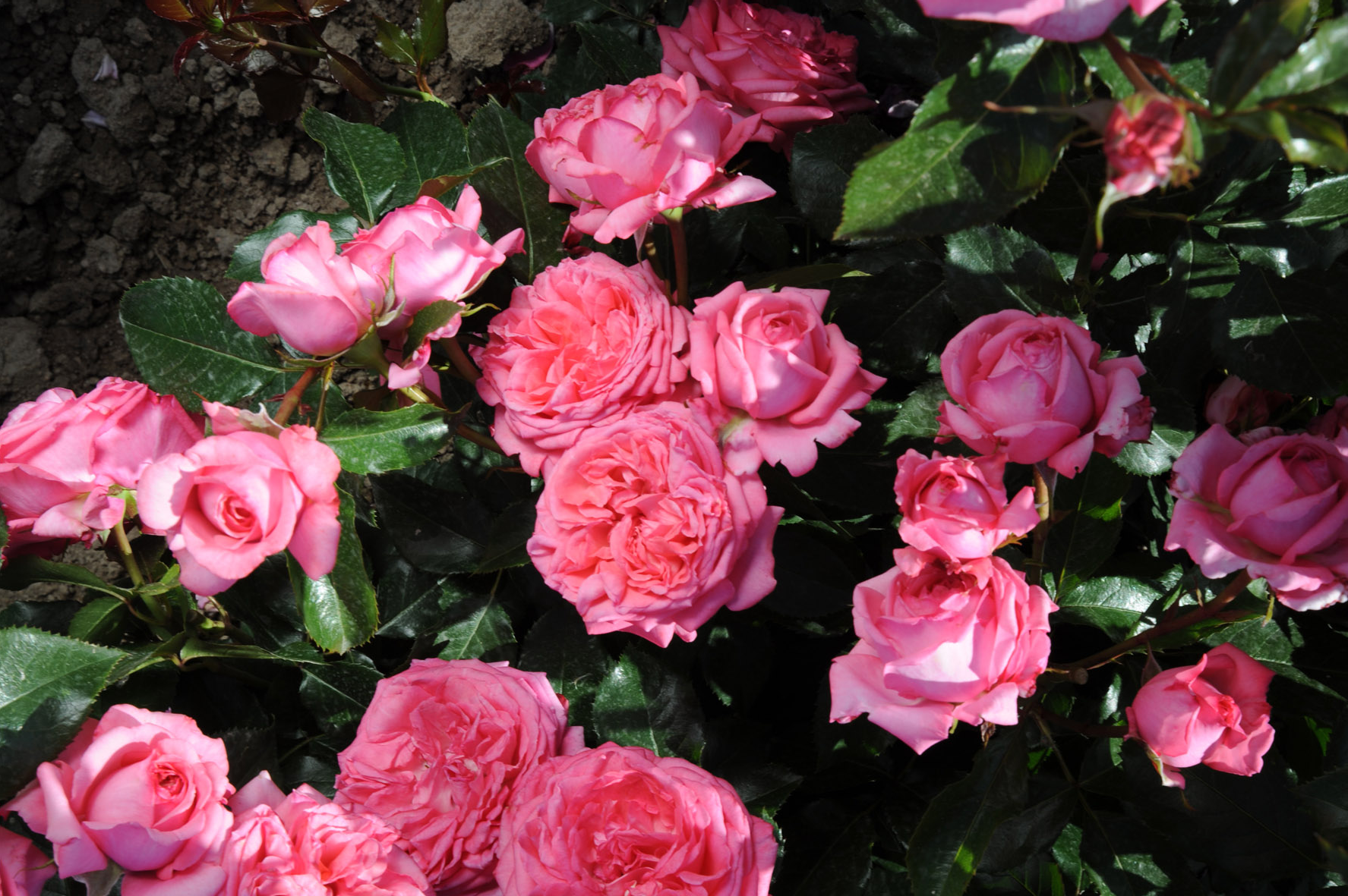 Floribunda Rose de Molinard®-6