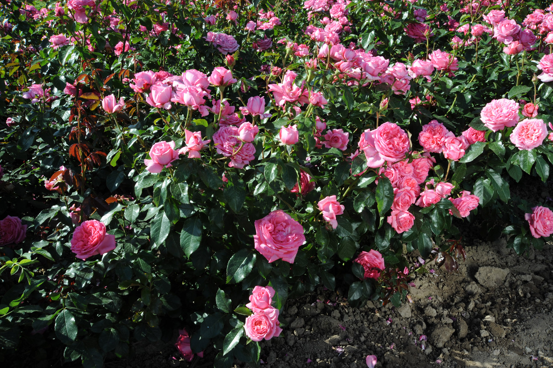 Floribunda Rose de Molinard®-7