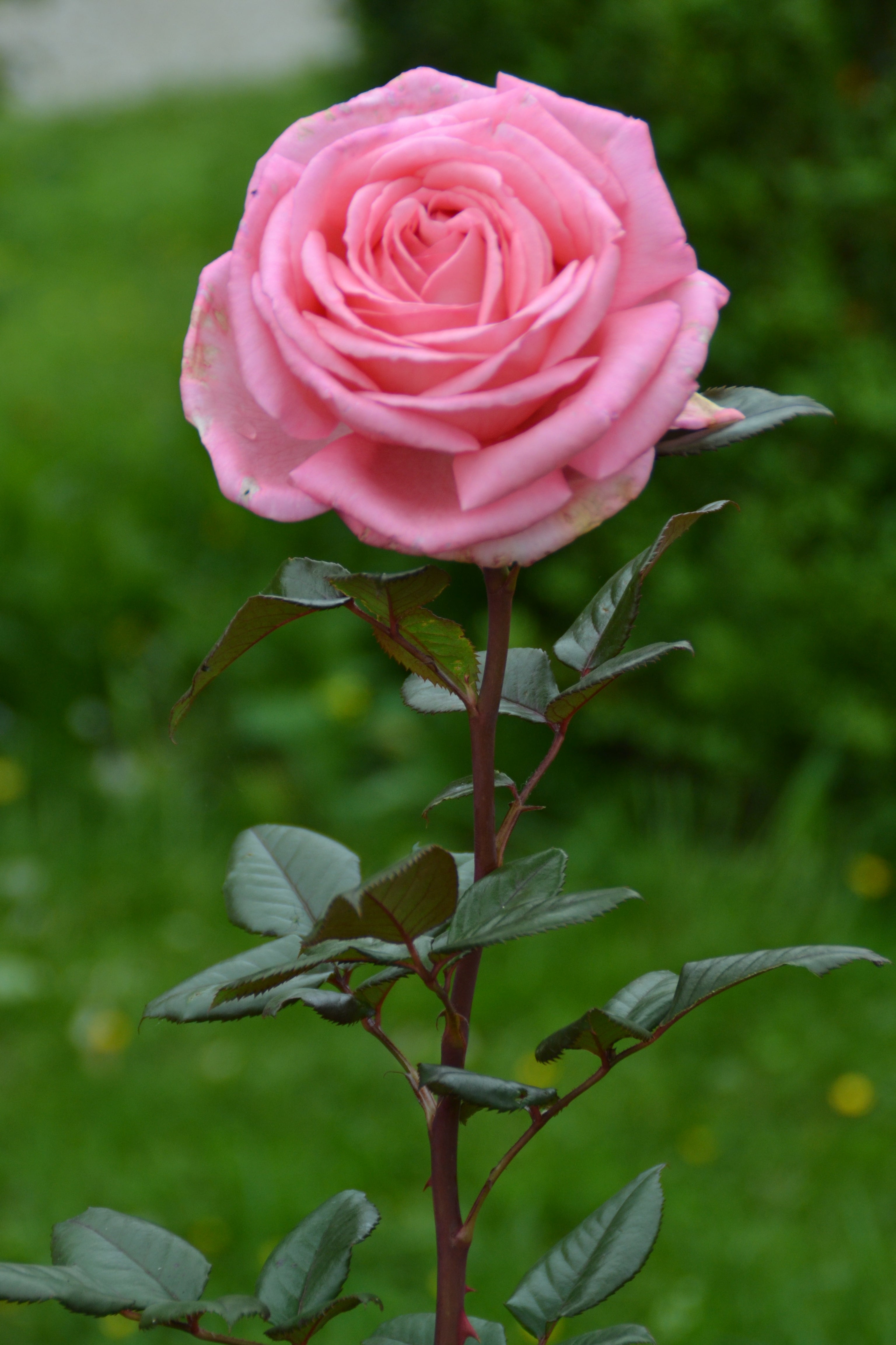 Edelrose - Fragonard®