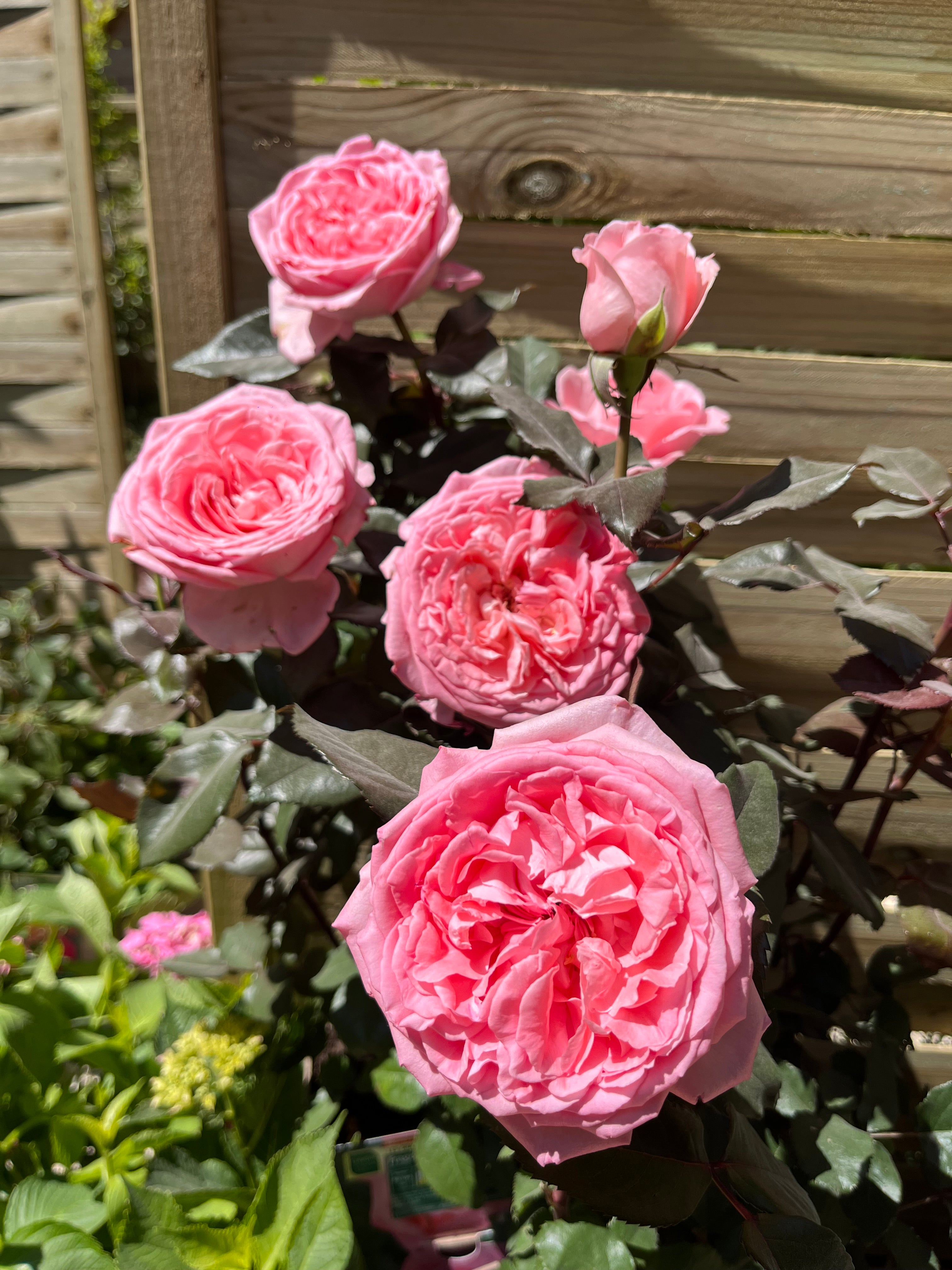 Edelrose - Fragonard®