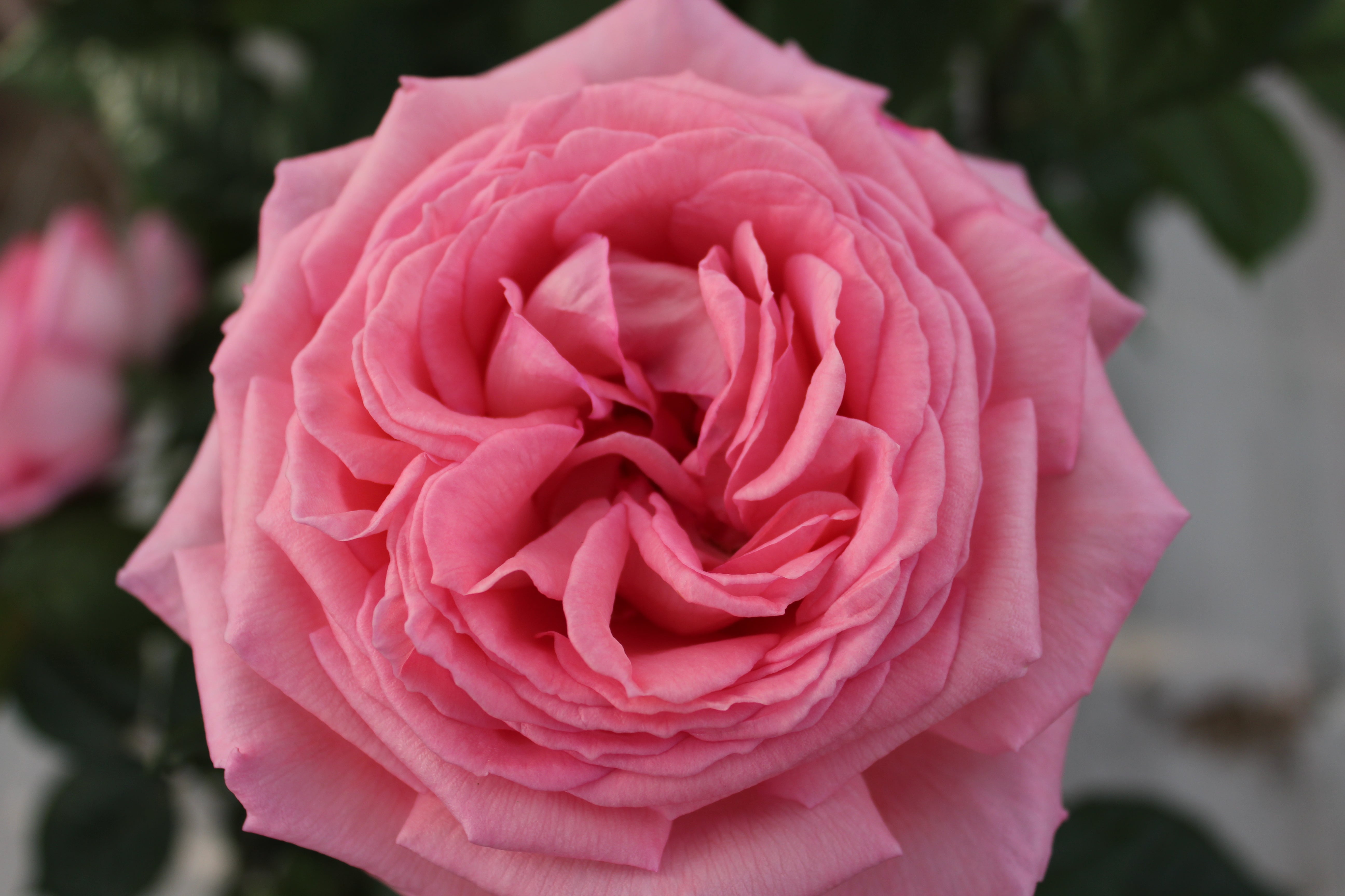 Edelrose - Fragonard®
