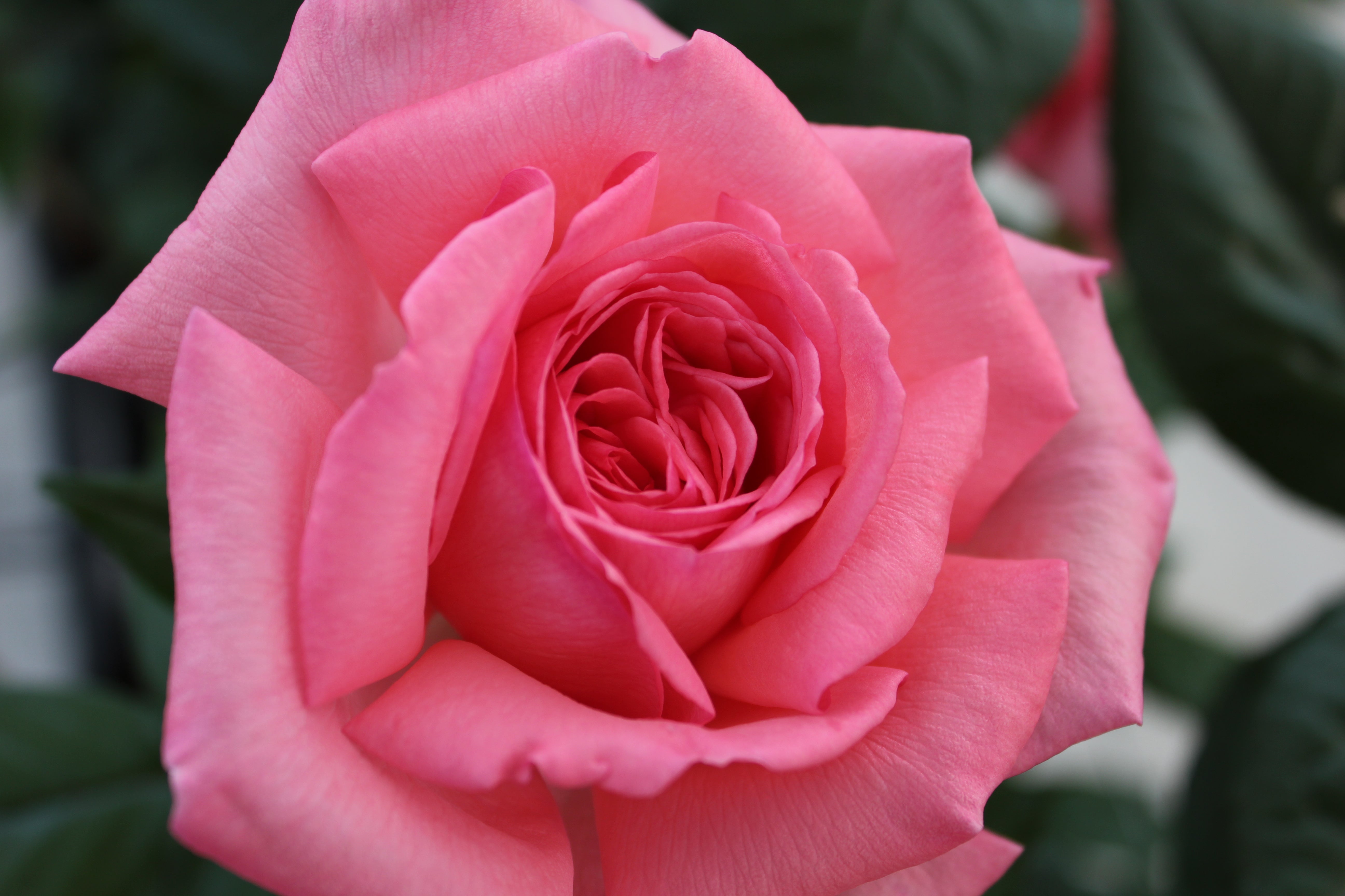 Edelrose - Fragonard®