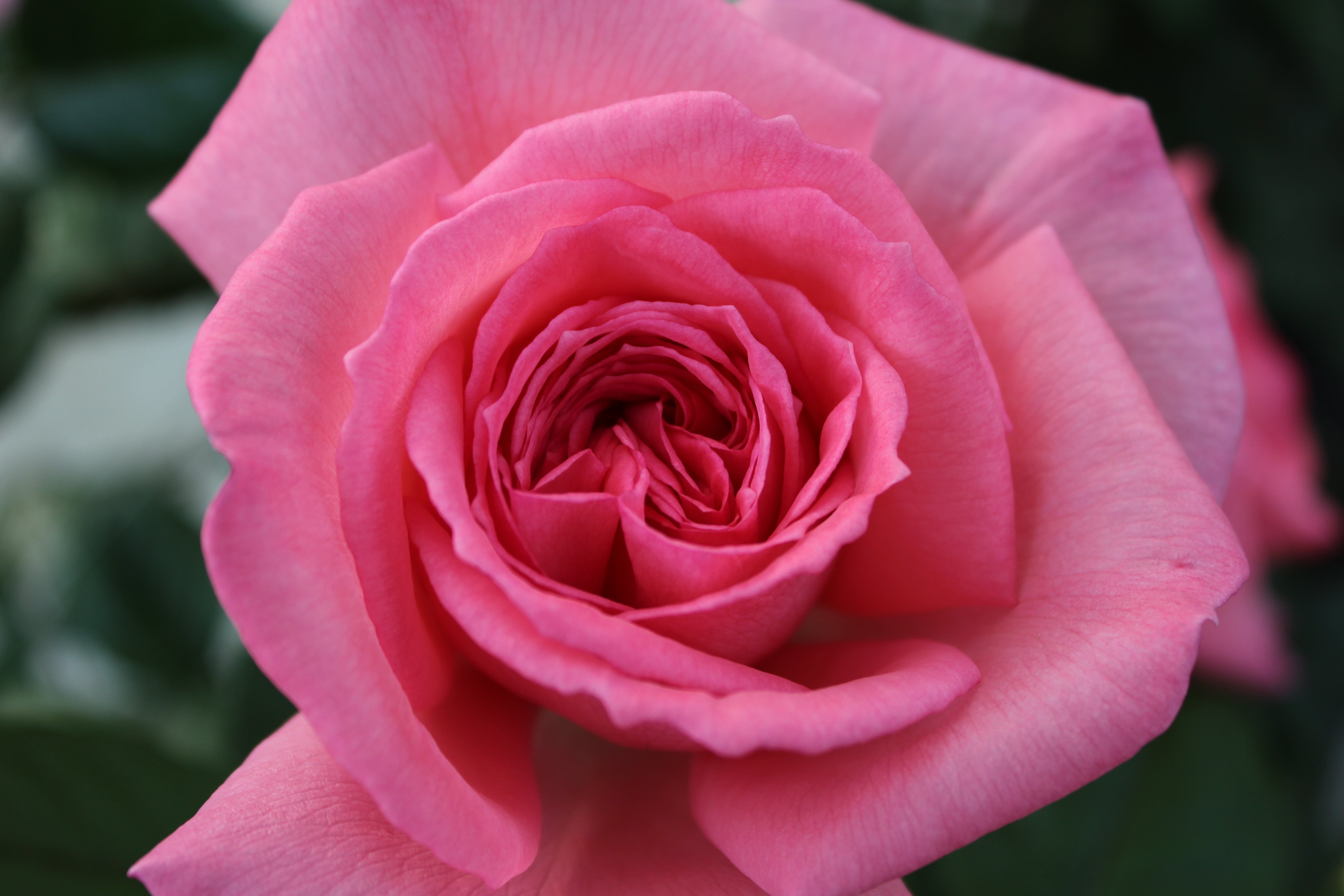 Edelrose - Fragonard®