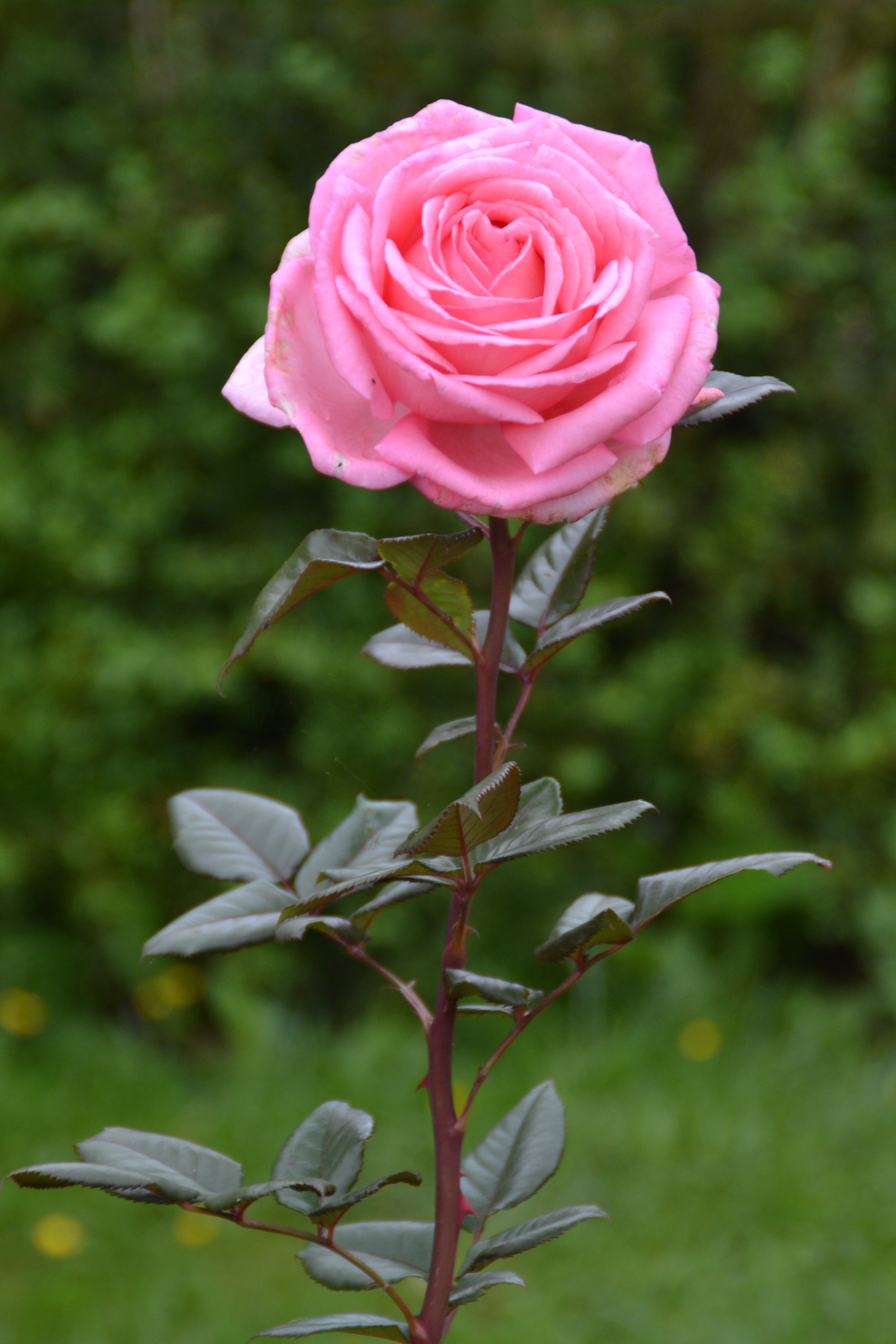 Edelrose - Fragonard®