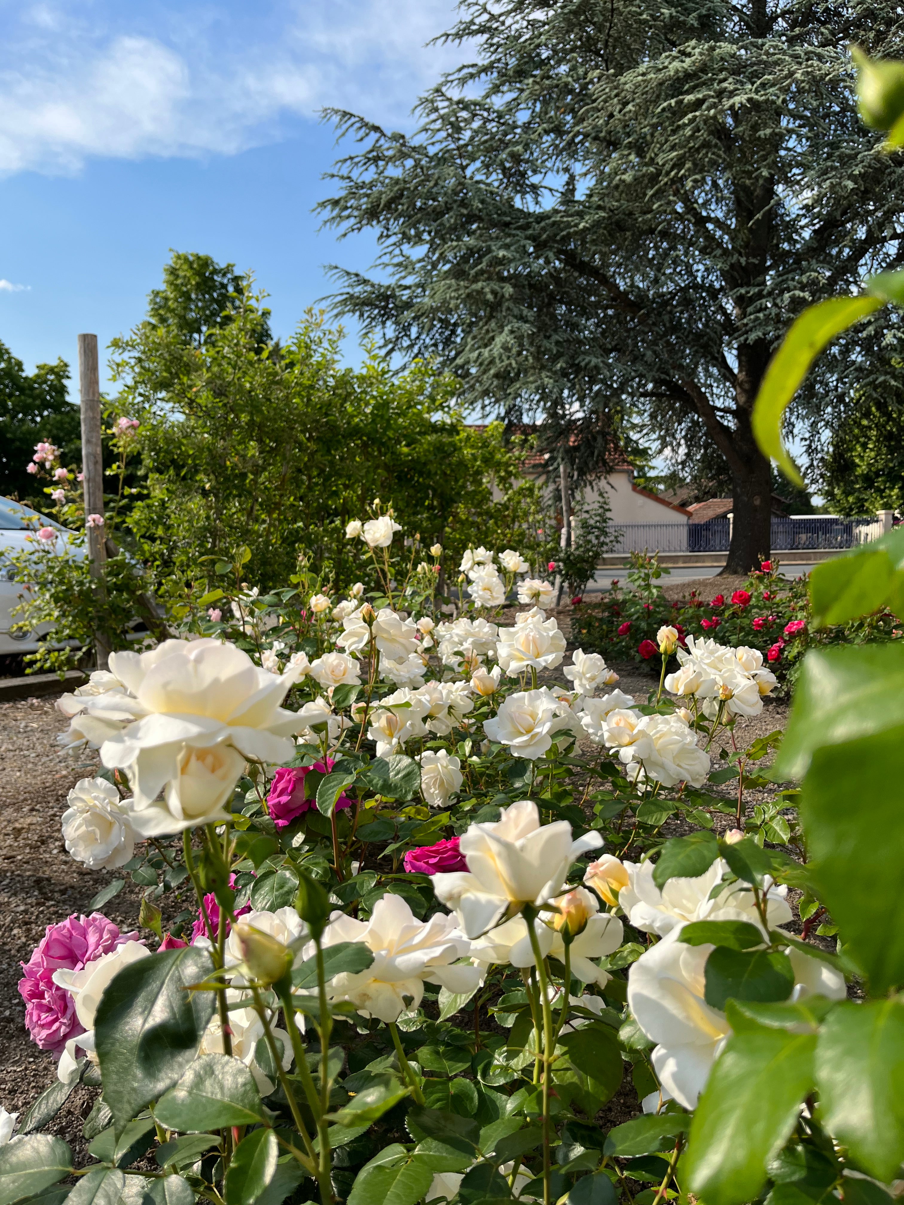 Edelrose - Grand Nord®