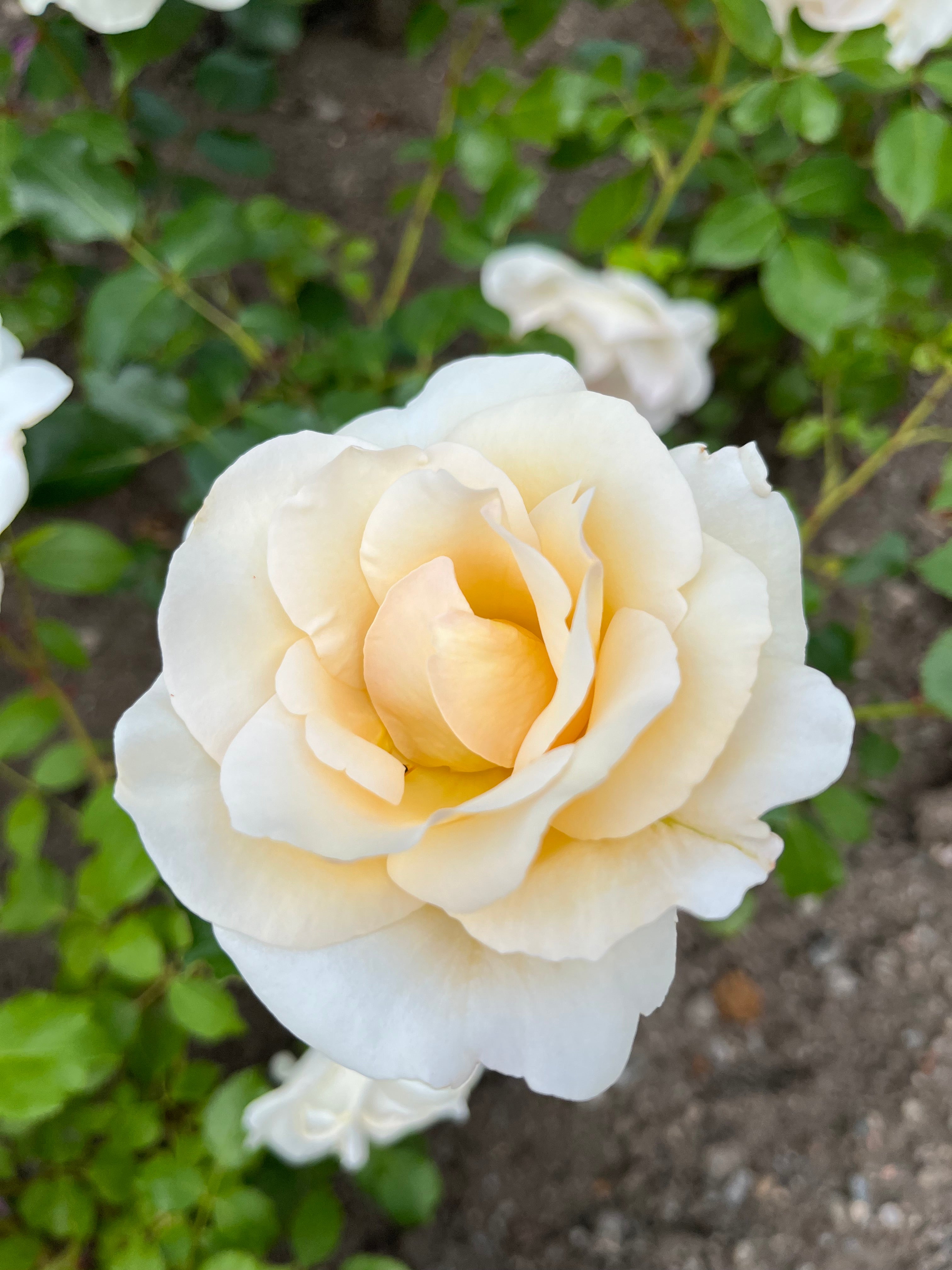 Edelrose - Grand Nord®