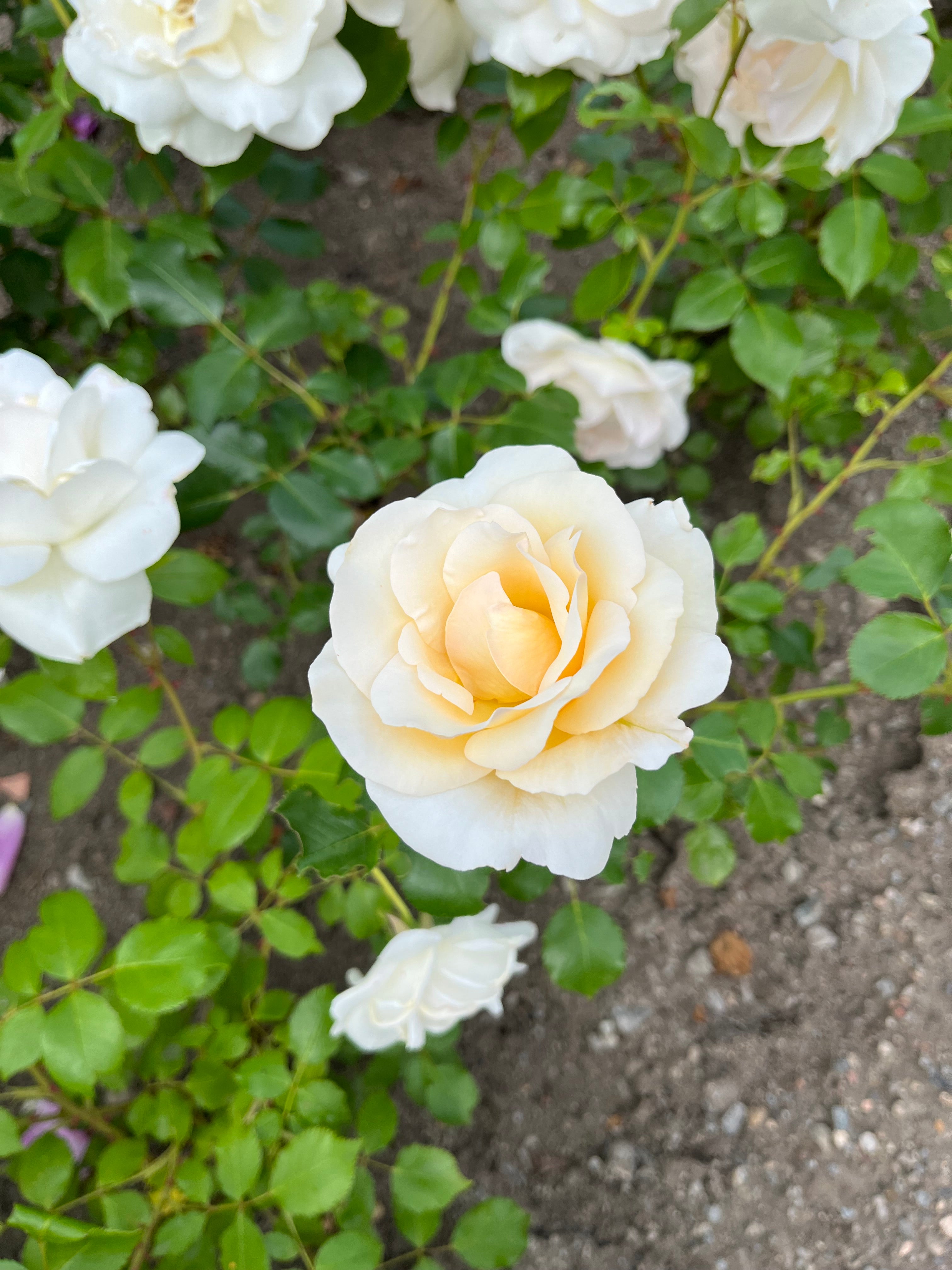 Edelrose - Grand Nord®