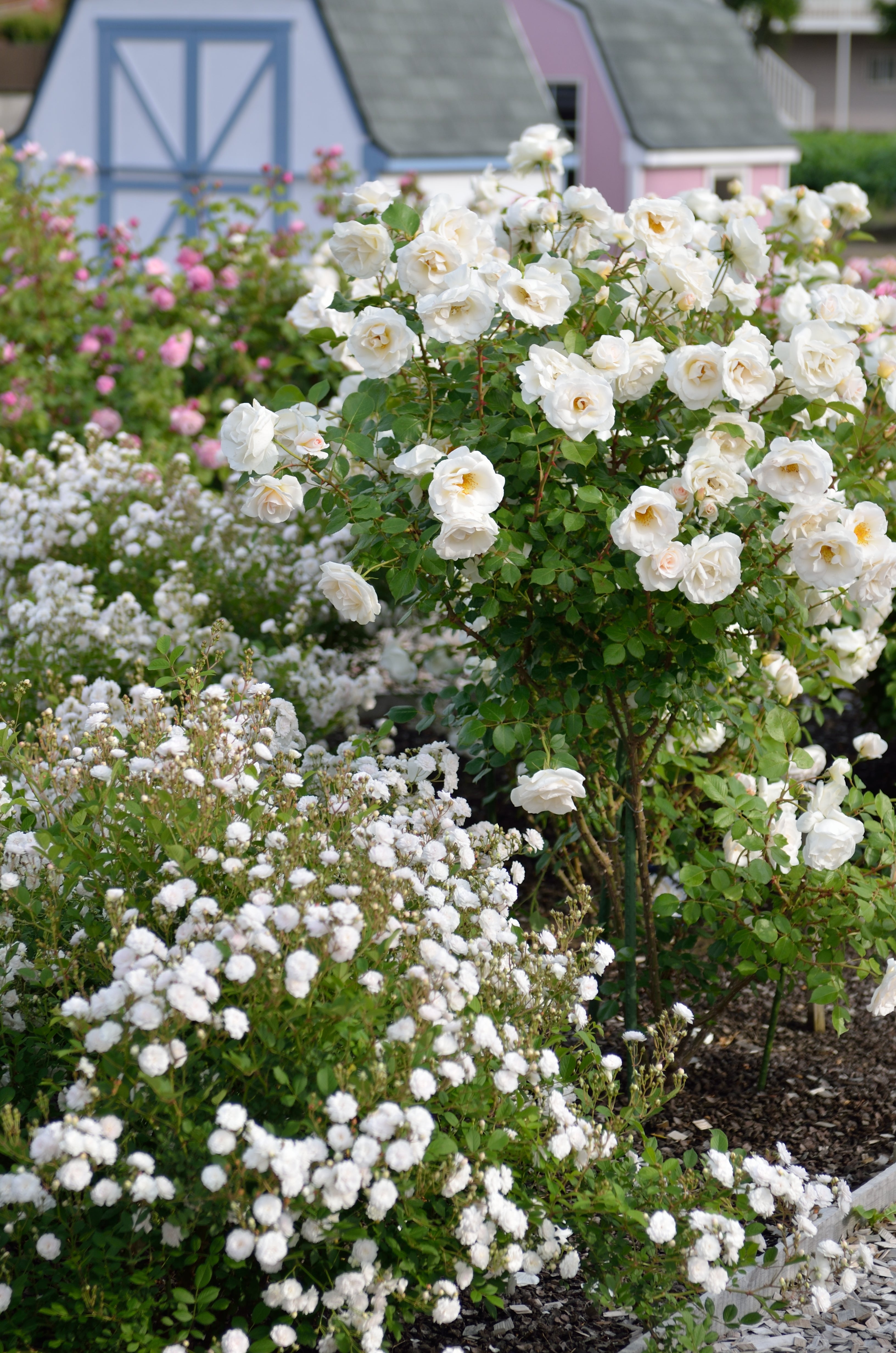 Edelrose - Grand Nord®