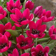 Tulip Specie - Humilis Black Base - 5+