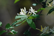 Kamperfoelie - Halliana - 2L