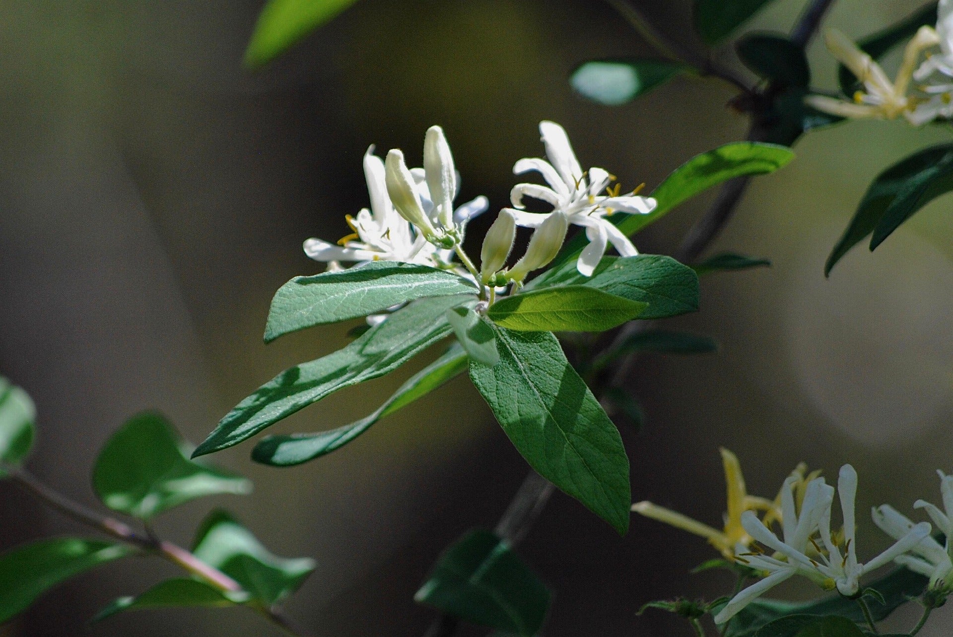 Kamperfoelie - Halliana - 2L