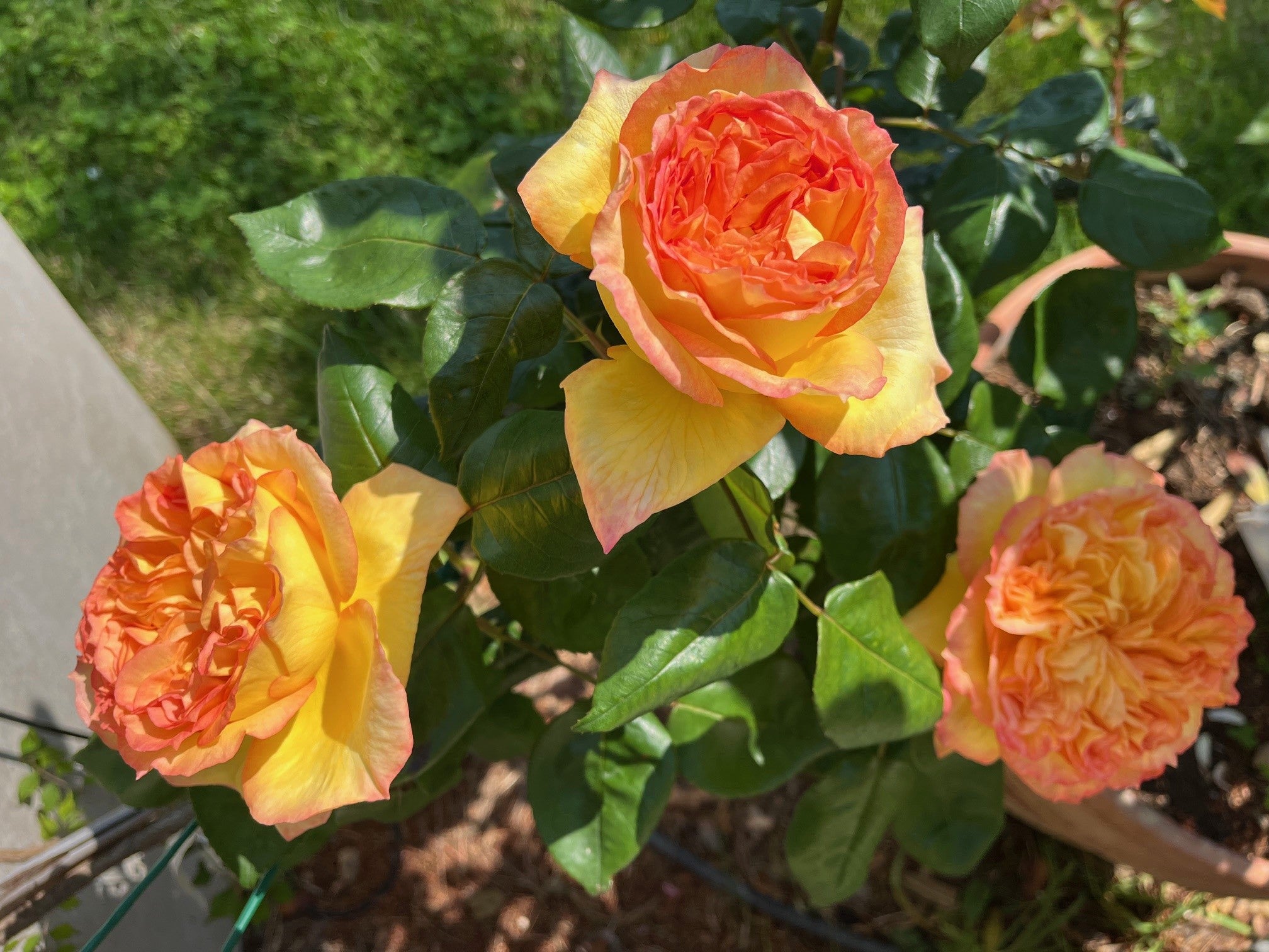 Rosier Hybride de Thé - Henri Delbard®