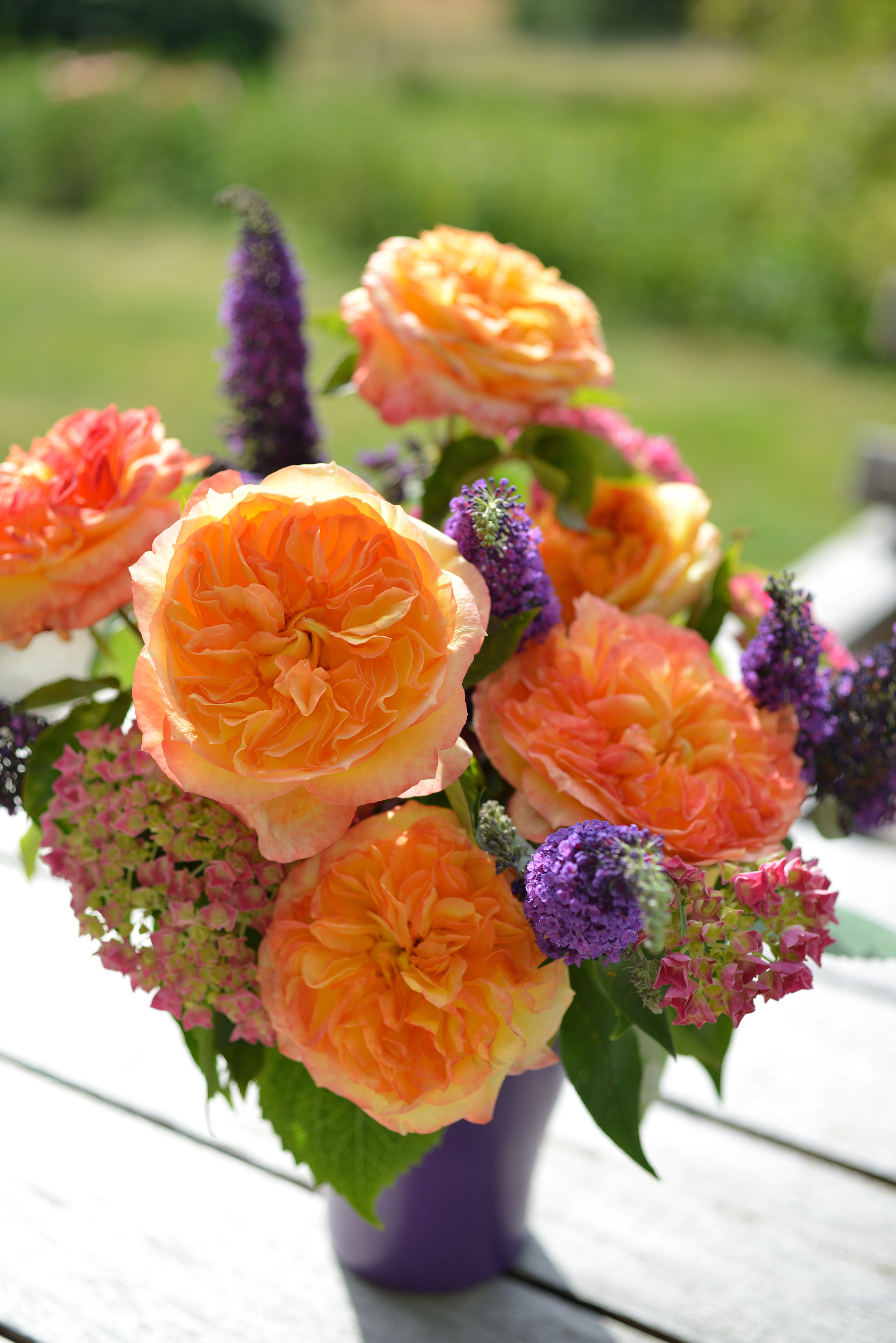 Rosier Hybride de Thé - Henri Delbard®