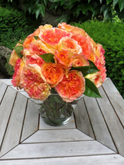 Rosier Hybride de Thé - Henri Delbard®