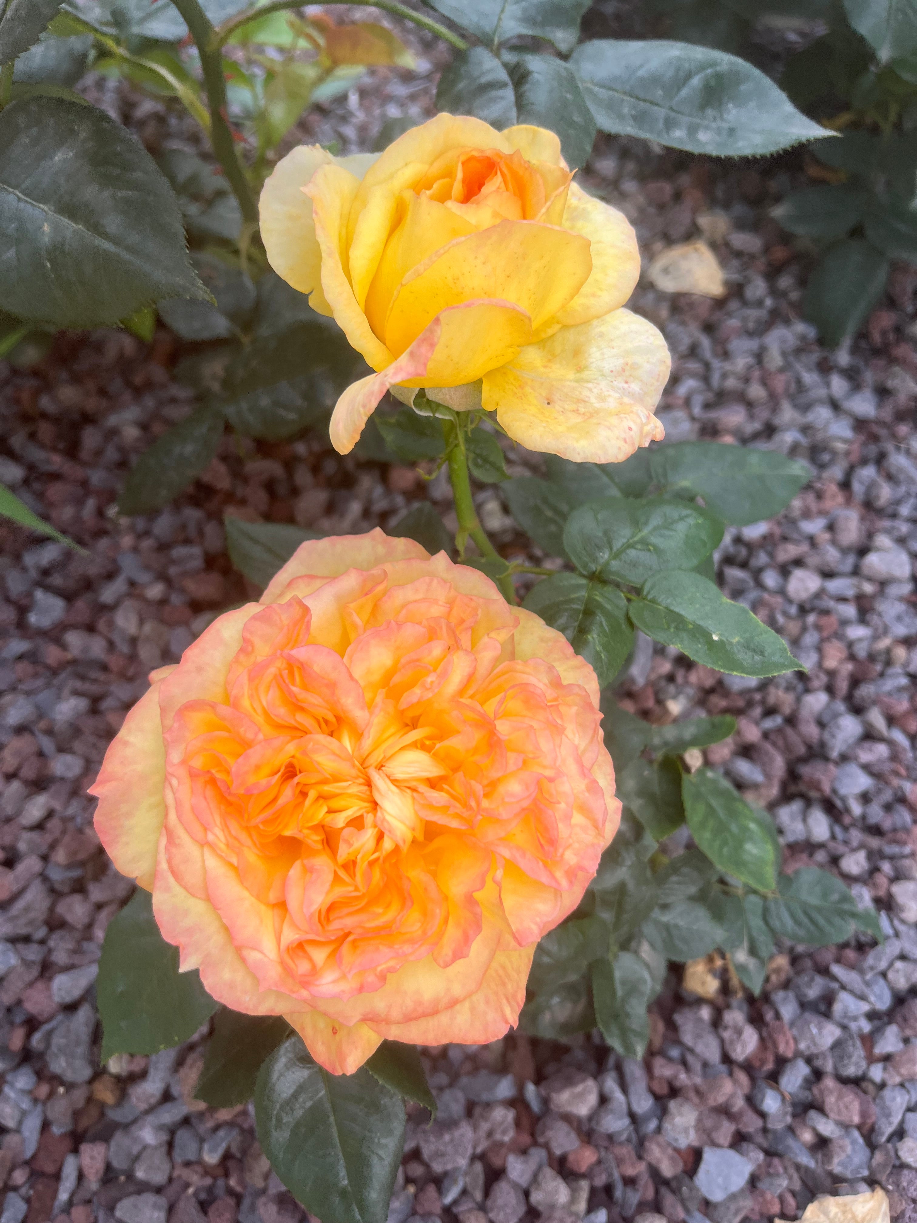 Rosier Hybride de Thé - Henri Delbard®