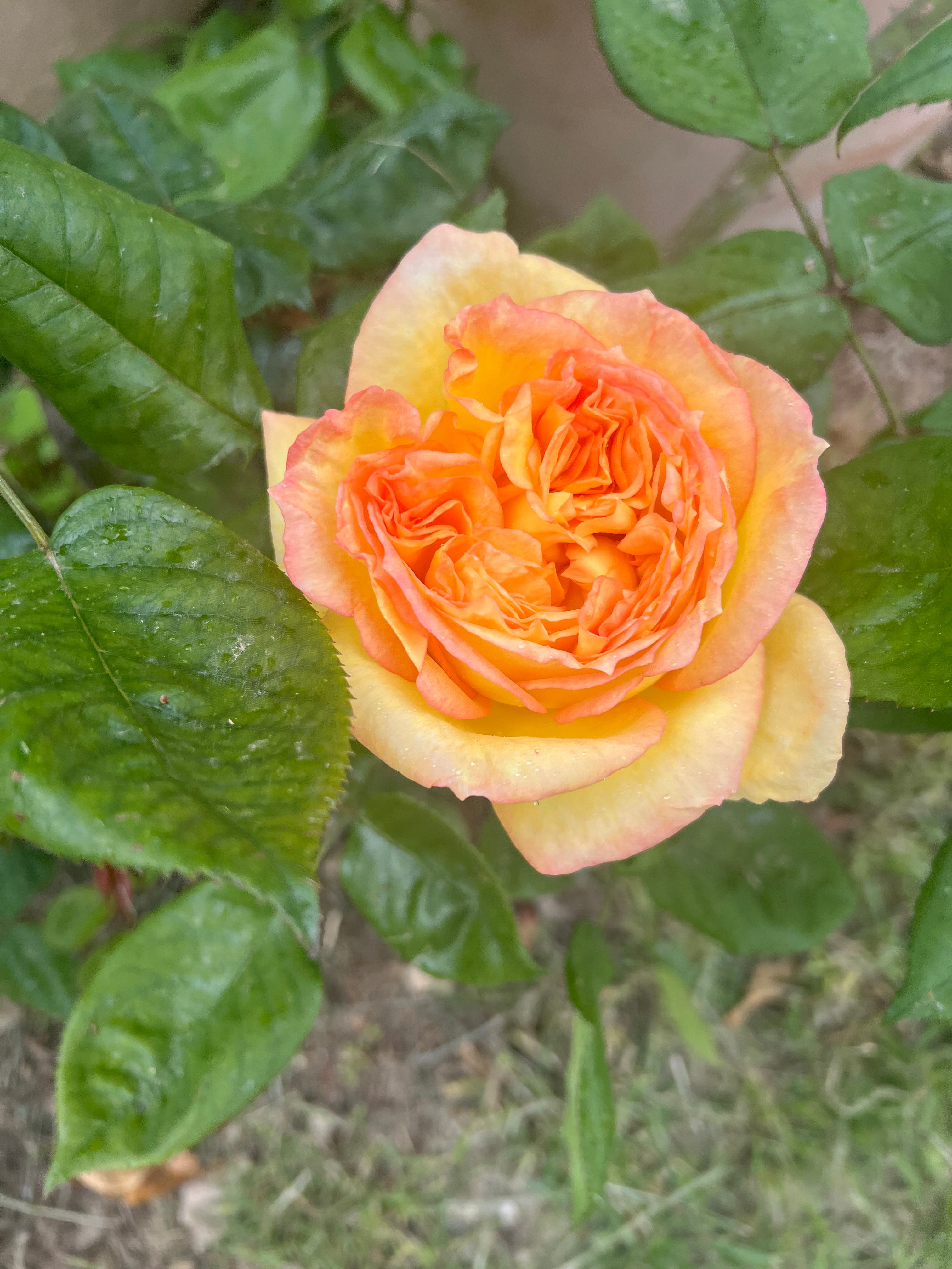 Rosier Hybride de Thé - Henri Delbard®