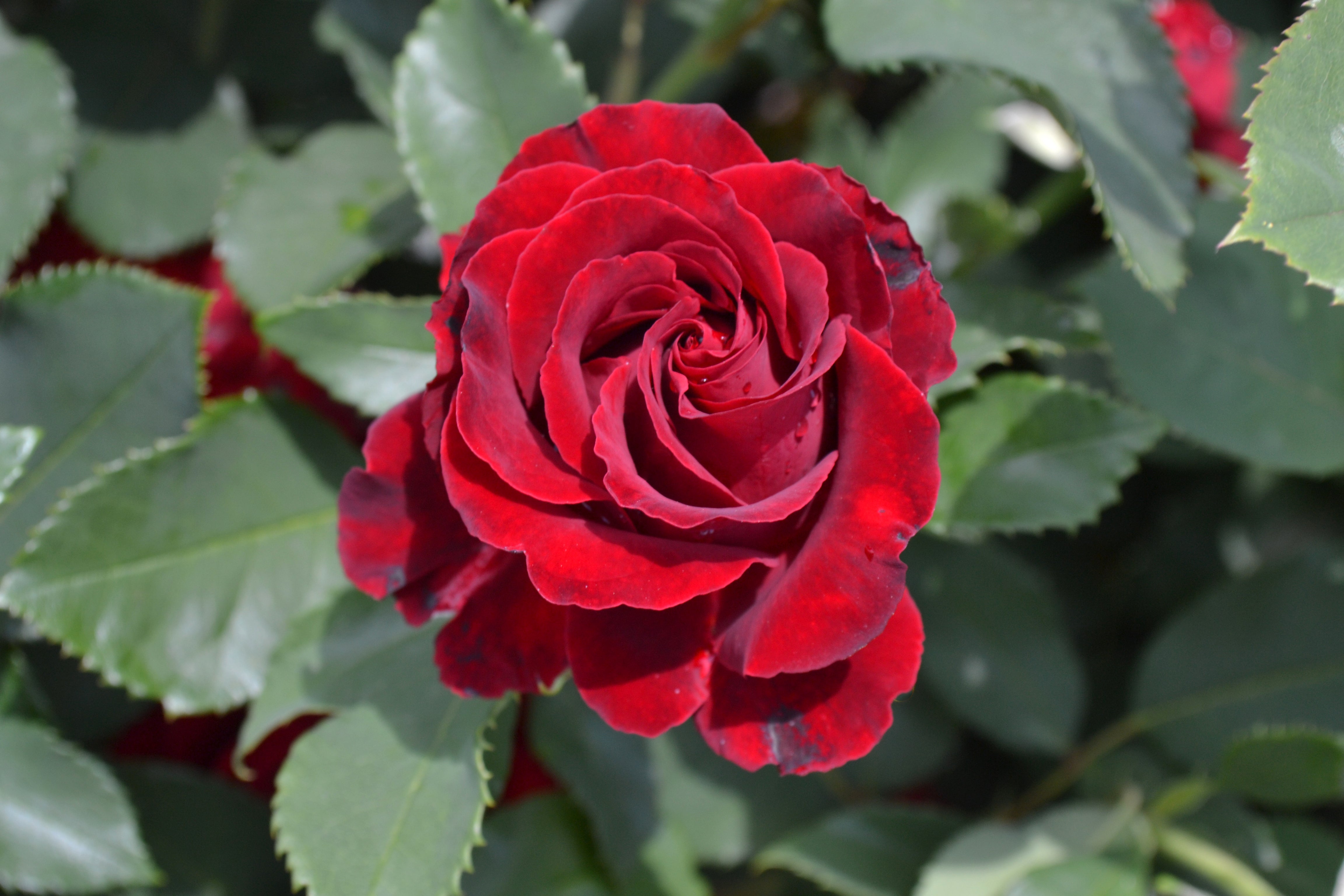 Floribunda Rose - Hommage a Barbara® (Heinz Winkler)