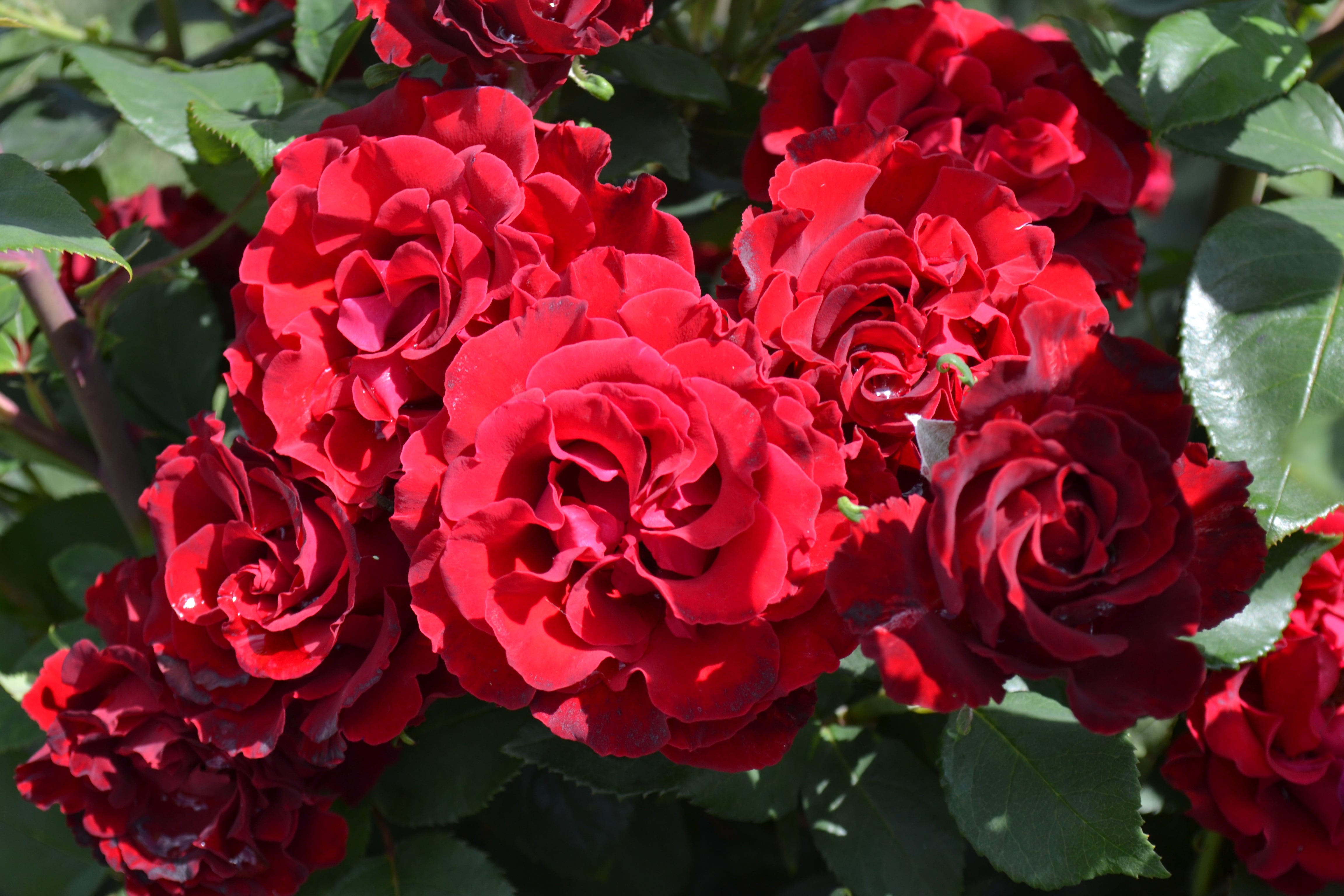 Floribunda Rose - Hommage a Barbara® (Heinz Winkler)