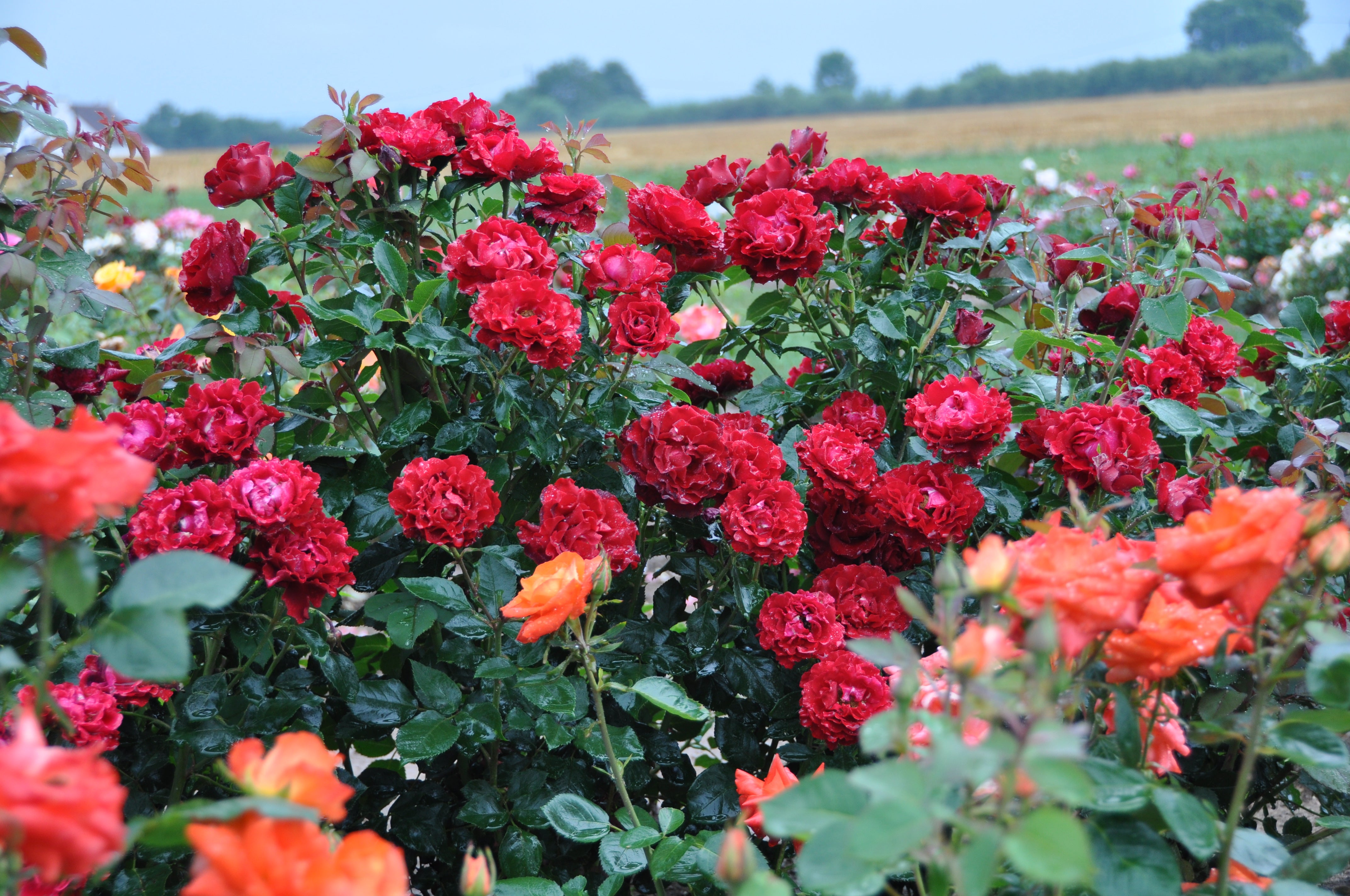 Floribunda Rose - Hommage a Barbara® (Heinz Winkler)