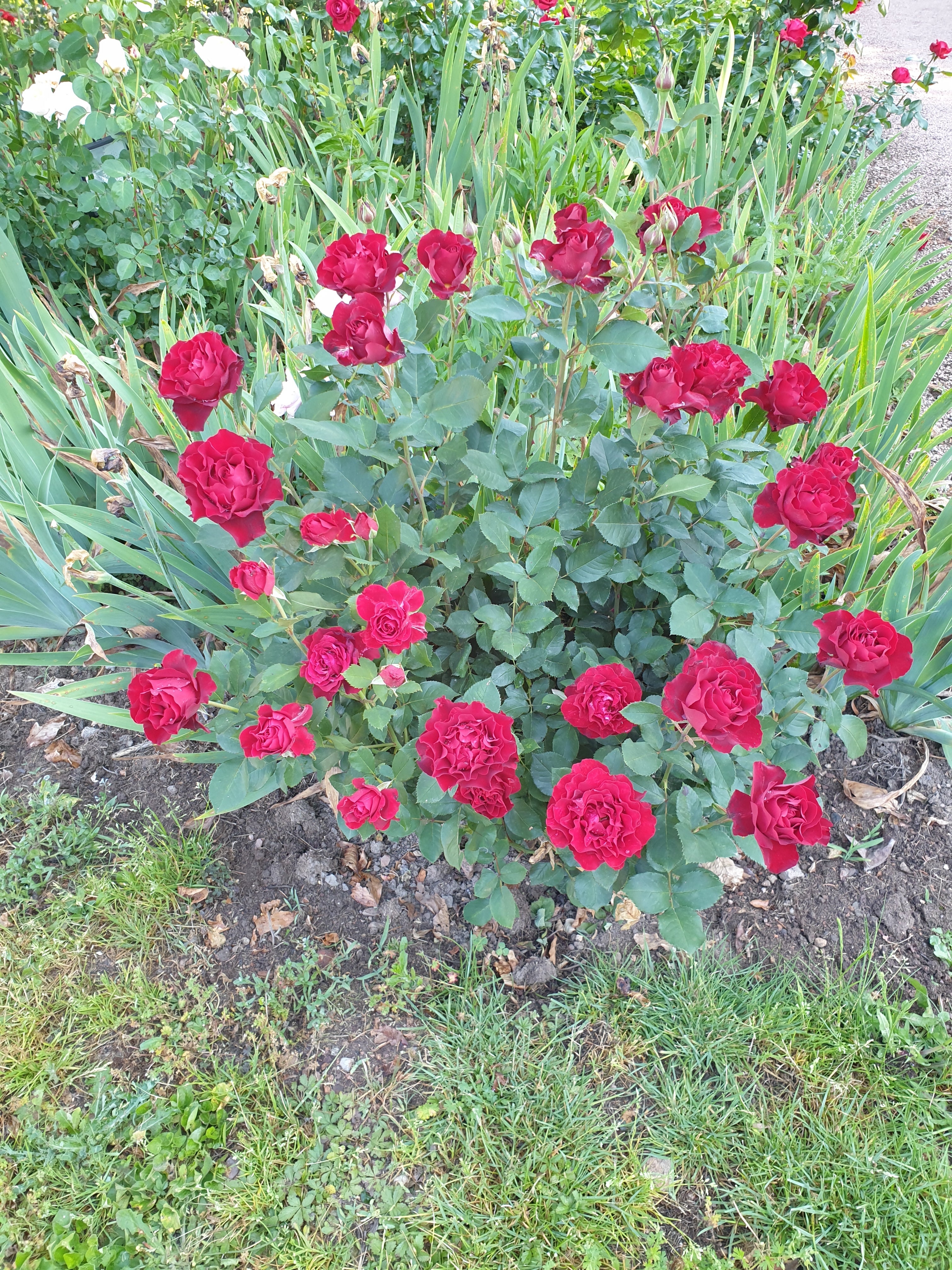 Floribunda Rose - Hommage a Barbara® (Heinz Winkler)