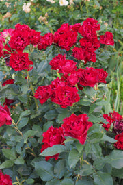 Floribunda Rose - Hommage a Barbara® (Heinz Winkler)