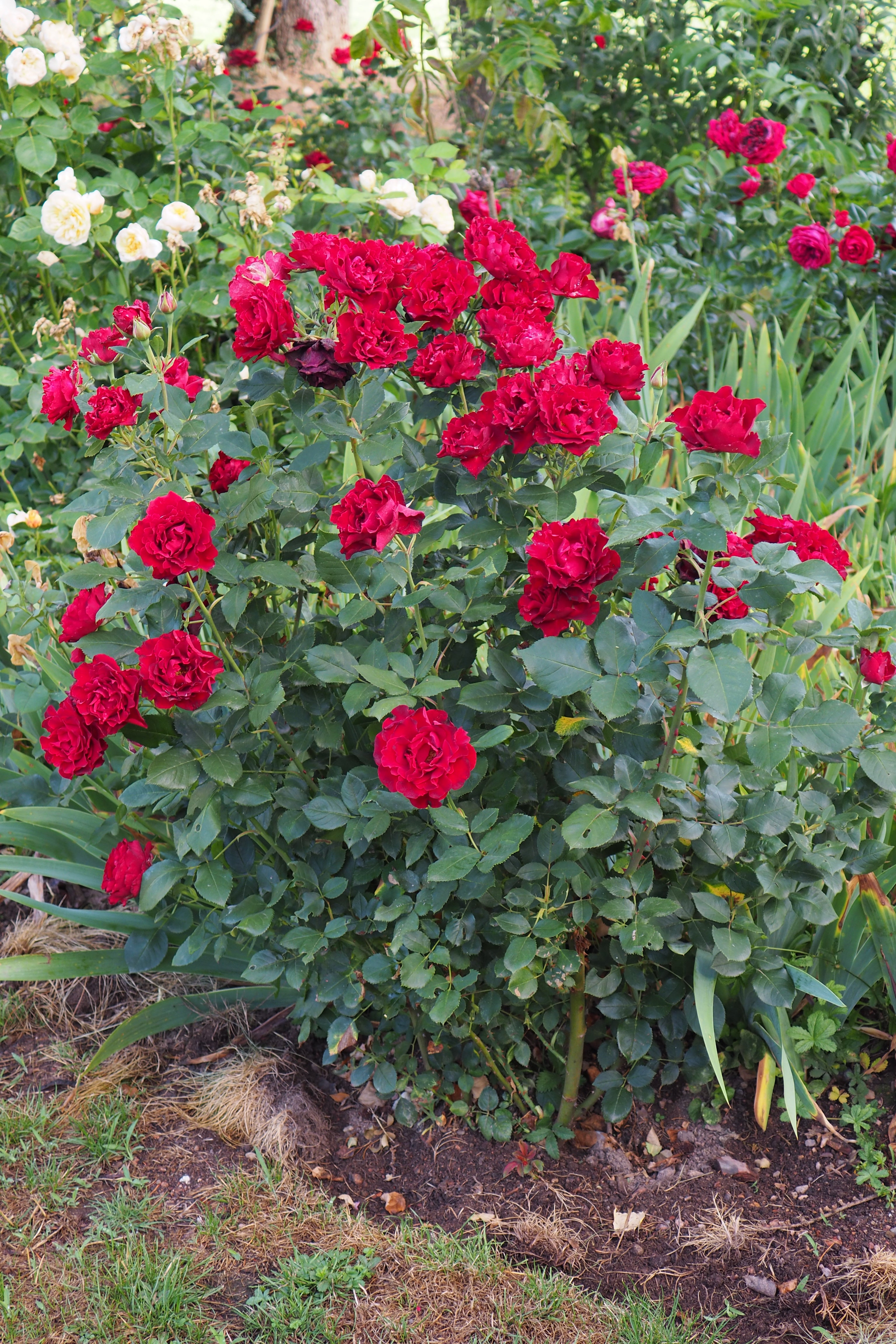 Floribunda Rose - Hommage a Barbara® (Heinz Winkler)