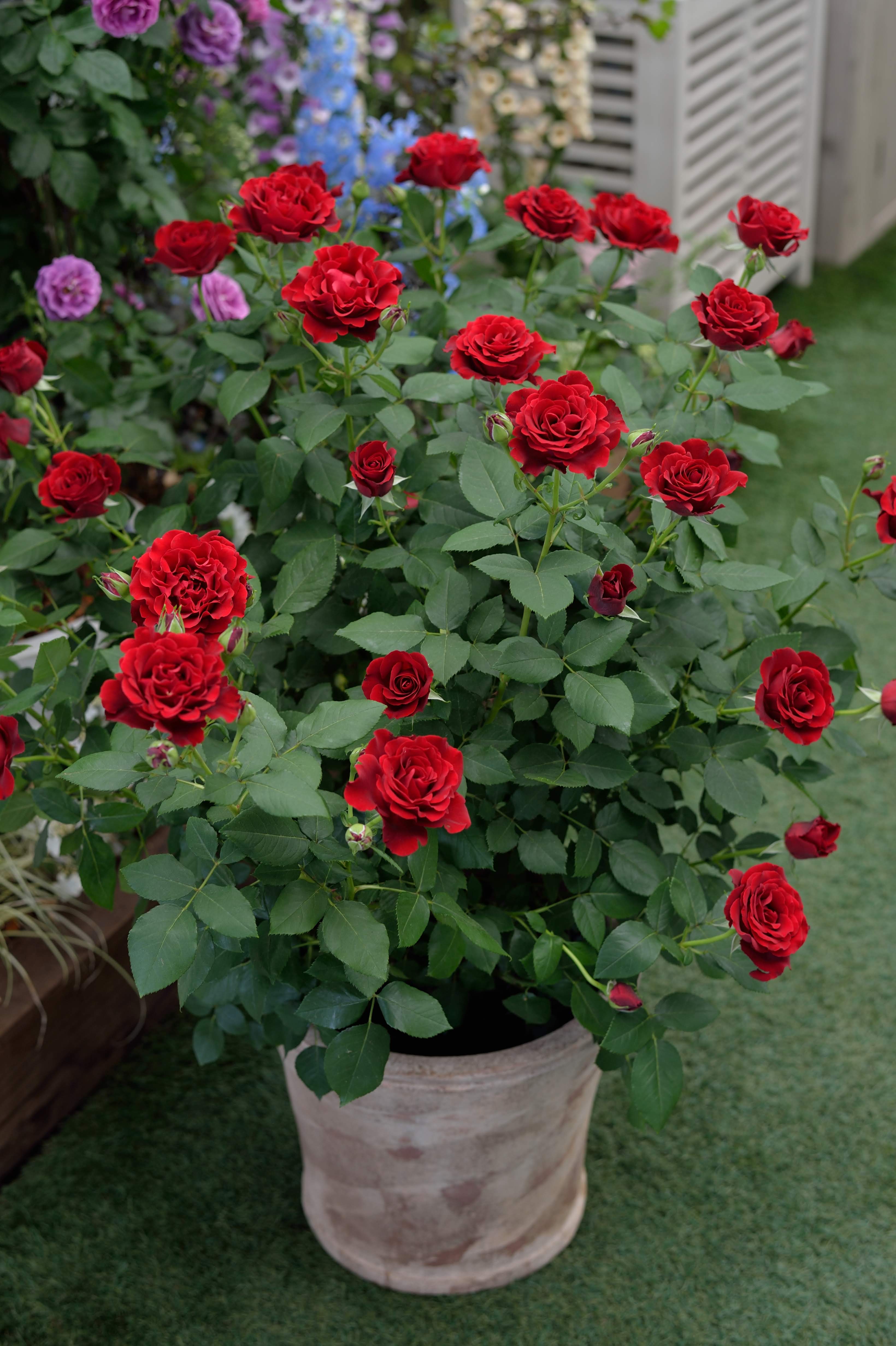 Floribunda Rose - Hommage a Barbara® (Heinz Winkler)