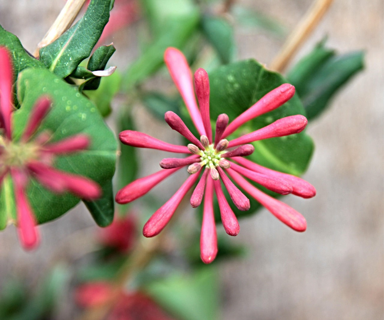 Honeysuckle - Dropmore Scarlet-3