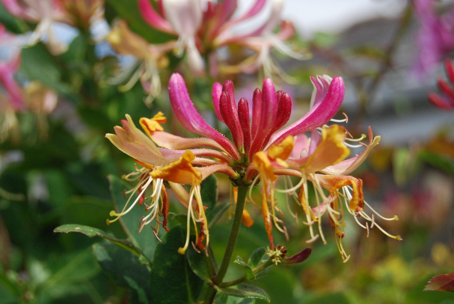 Honeysuckle - Goldflame-1