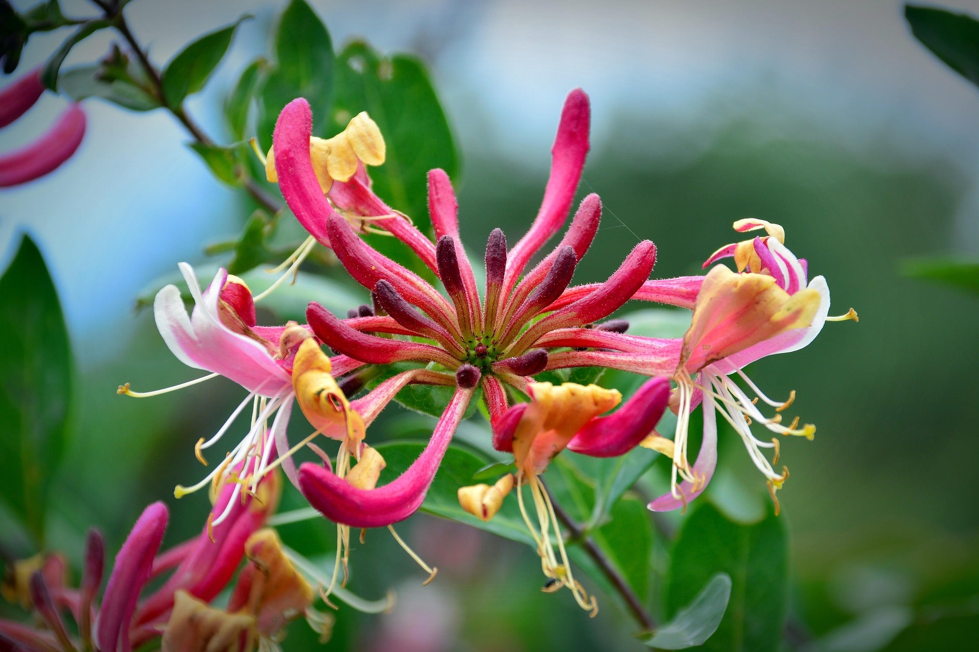 Honeysuckle - Goldflame-2