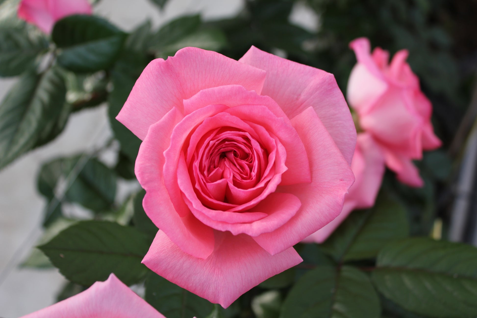 Hybrid Tea Rose - Fragonard®-10
